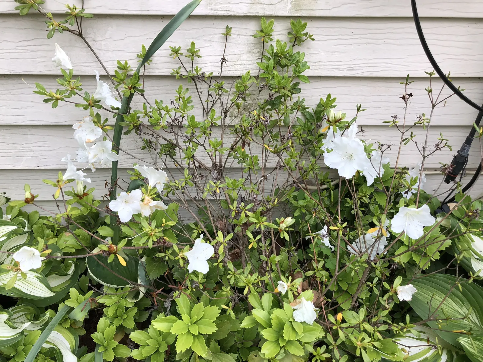 Girard's Pleasant White Azalea (Azalea 'Girard's Pleasant White') — This deciduous shrub is renowned for its abundance of pure white; evergreen shrub renowned