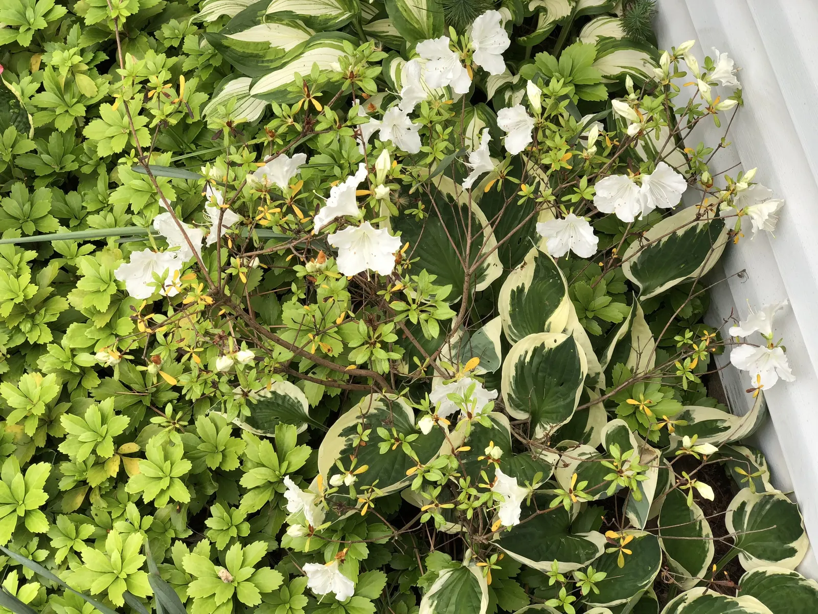 Girard's Pleasant White Azalea (Azalea 'Girard's Pleasant White') — which occurs in the spring - a delightful herald of the season