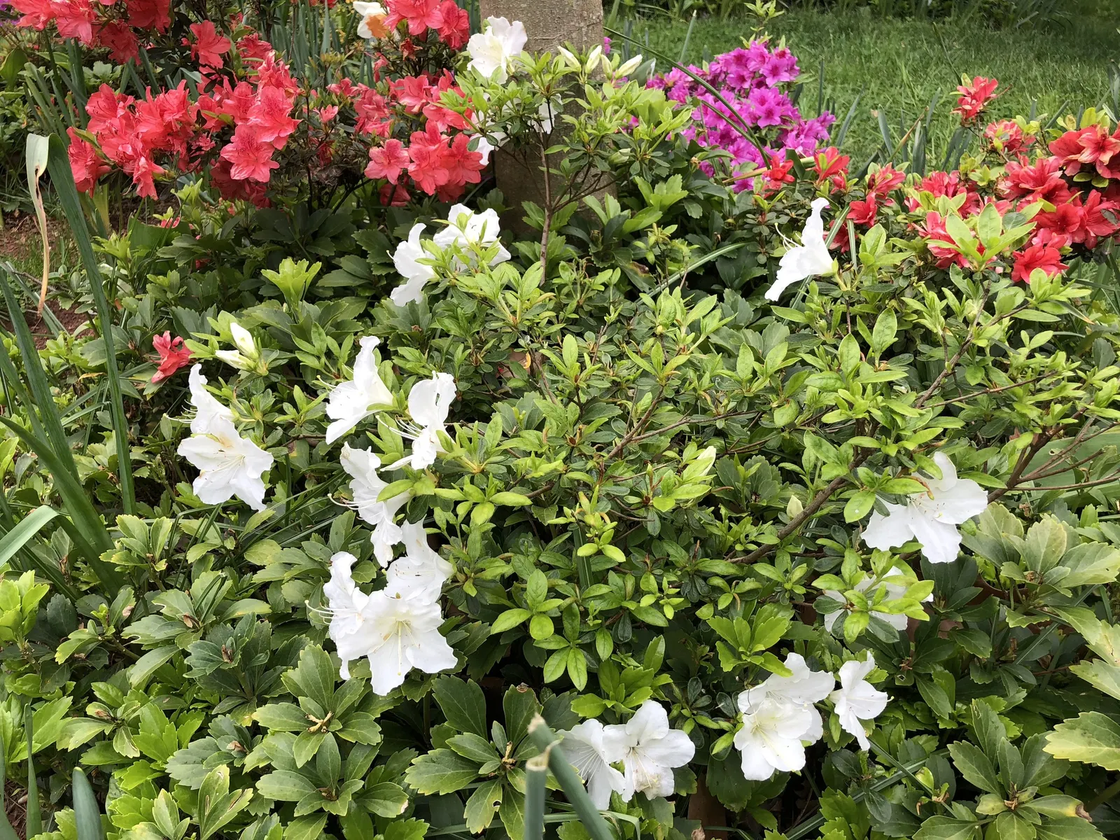 Girard's Pleasant White Azalea (Azalea 'Girard's Pleasant White') — each with a slight flare at the petal edges