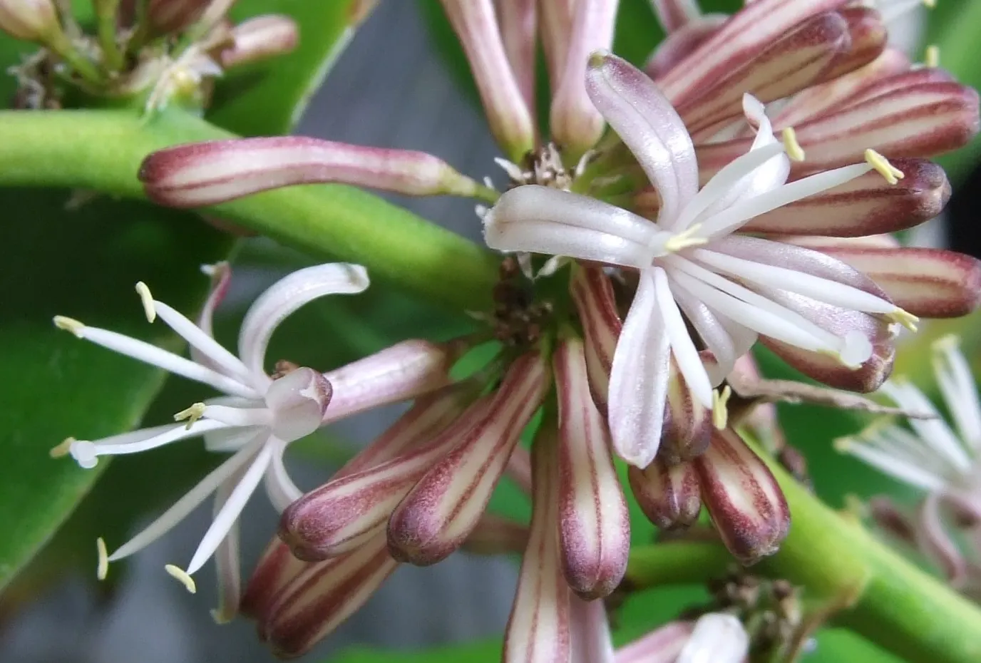 Yellow Stripe Corn Plant (Dracaena Fragrans 'Massangeana') — the 'Massangeana' cultivar is shade-tolerant; prized for its vibrant foliage and easy care