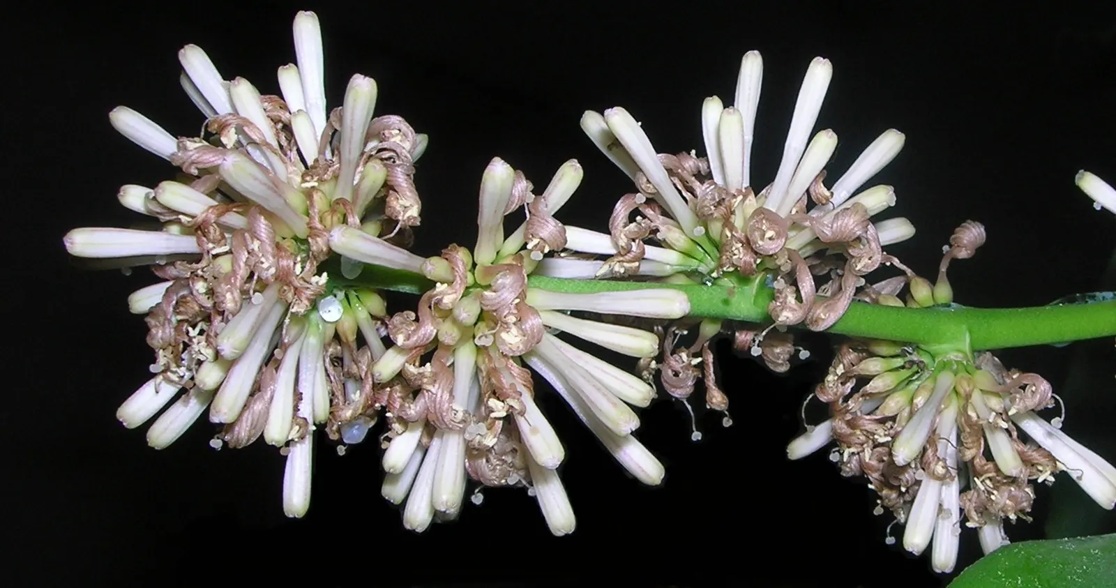 Yellow Stripe Corn Plant (Dracaena Fragrans 'Massangeana') — indirect light - making it suitable for a variety of settings; which can scorch its, image 96