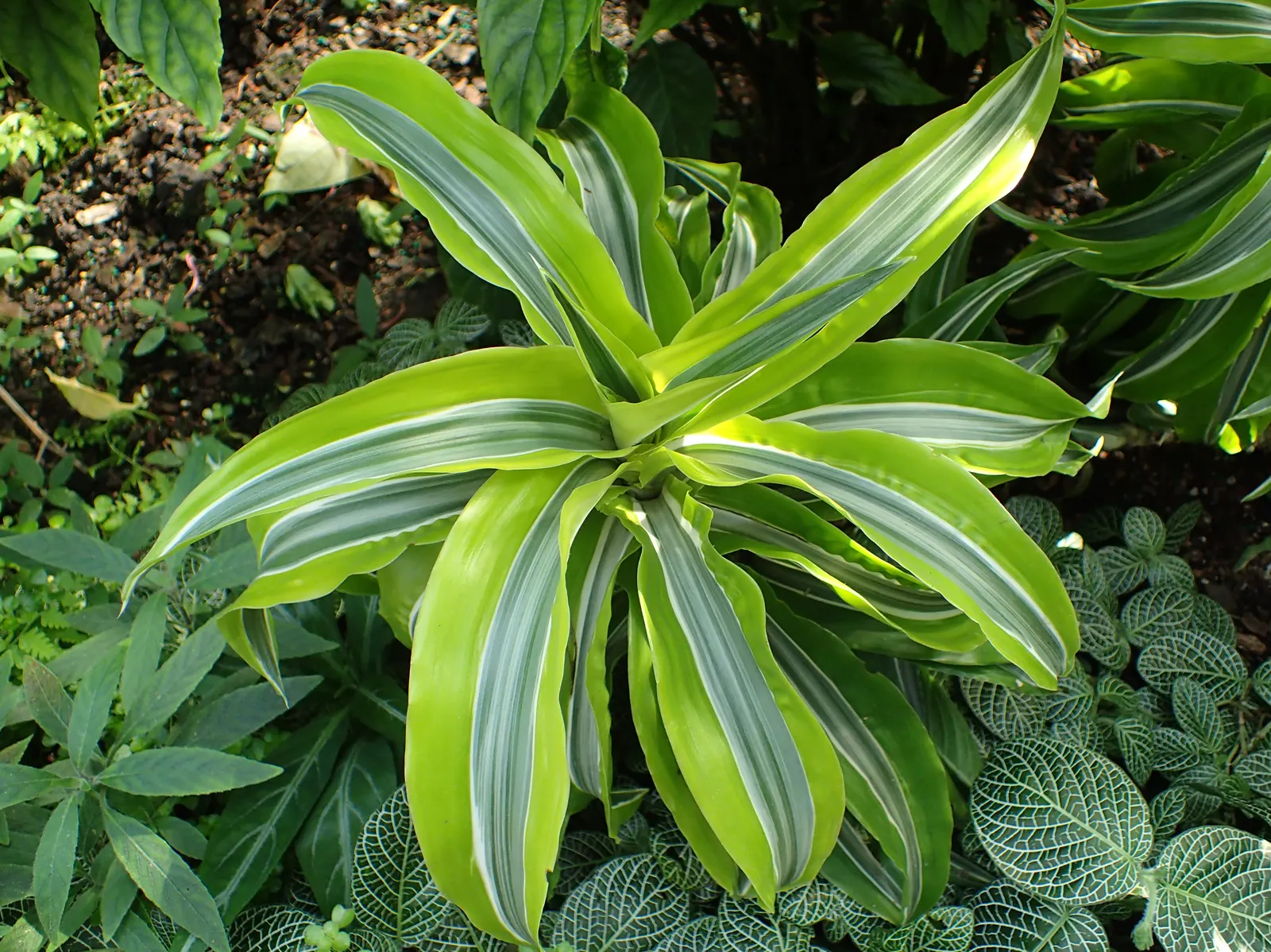 Yellow Stripe Corn Plant (Dracaena Fragrans 'Massangeana') — broadleaf evergreen / perennial for half or shade