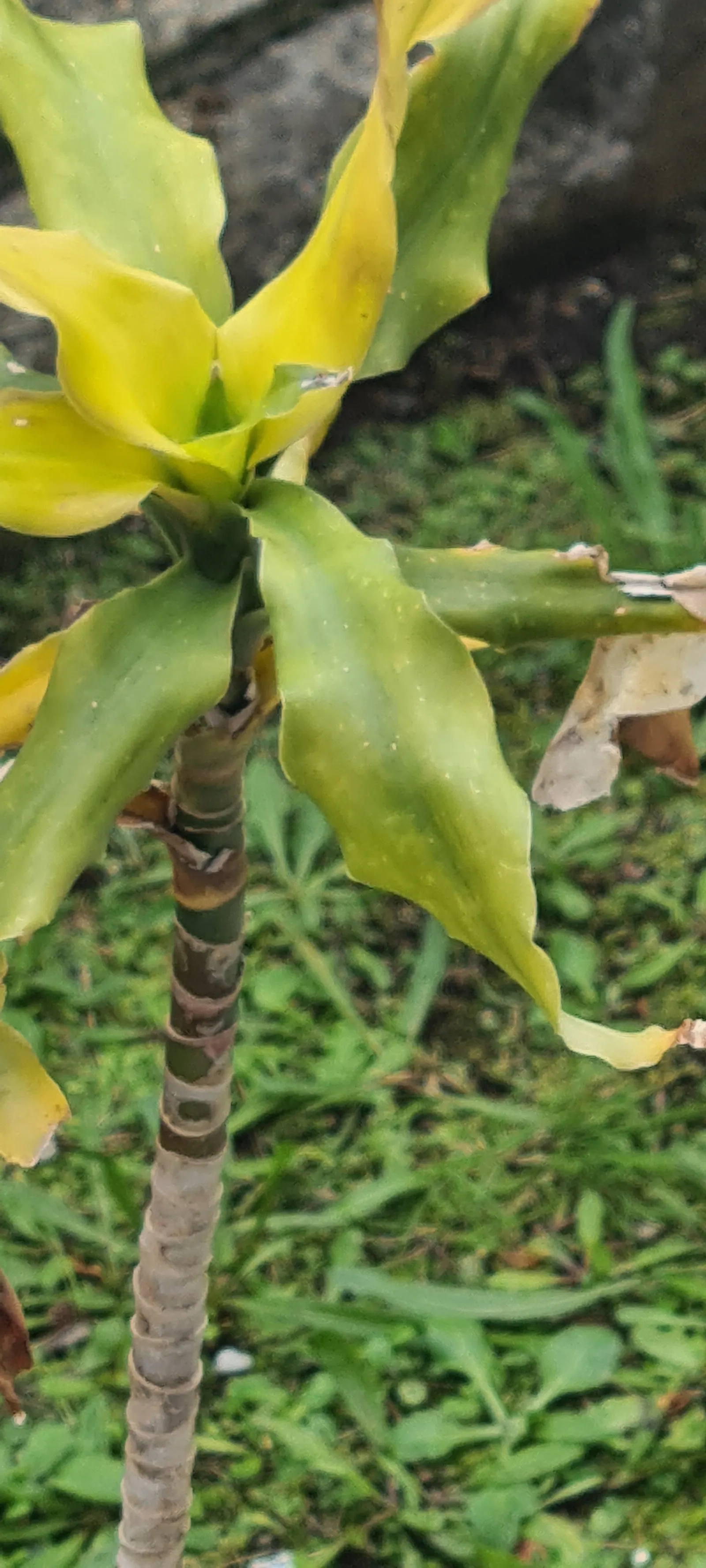 Yellow Stripe Corn Plant (Dracaena Fragrans 'Massangeana') — it should be placed with care in homes with curious pets or young children; green, image 105