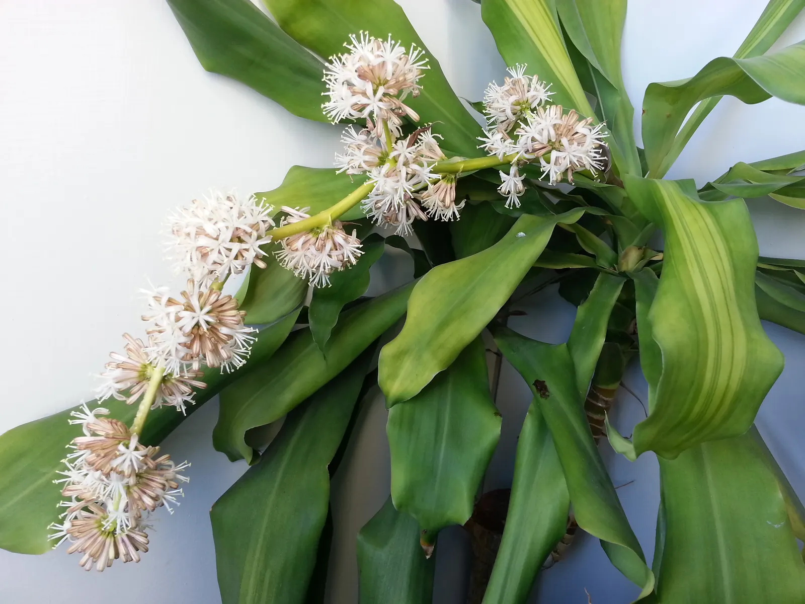 Yellow Stripe Corn Plant (Dracaena Fragrans 'Massangeana') — it should be placed with care in homes with curious pets or young children; green foliage