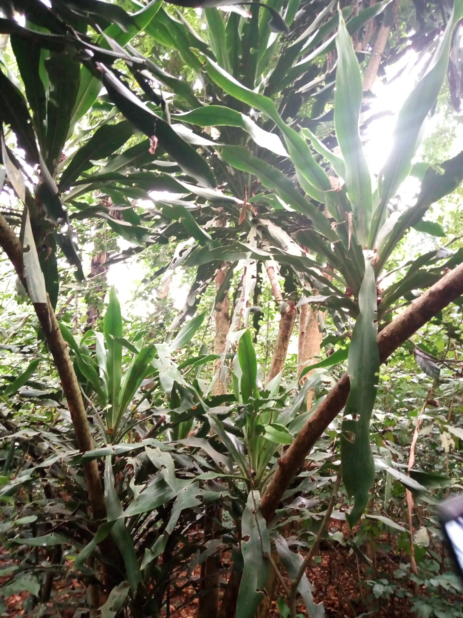 Yellow Stripe Corn Plant (Dracaena Fragrans 'Massangeana') — The Yellow Stripe Corn Plant (Dracaena fragrans 'Massangeana') is a highly sought after ornamental