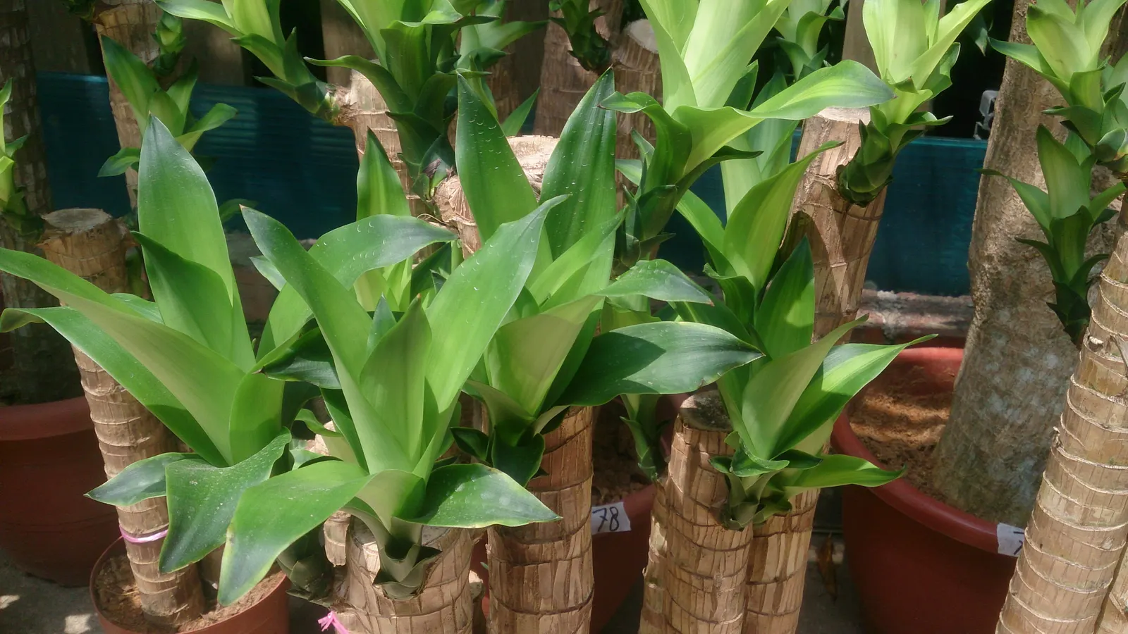 Yellow Stripe Corn Plant (Dracaena Fragrans 'Massangeana') — about once every 1 to 2 weeks; standing majestic at typically 4 to 6 feet tall when, image 98