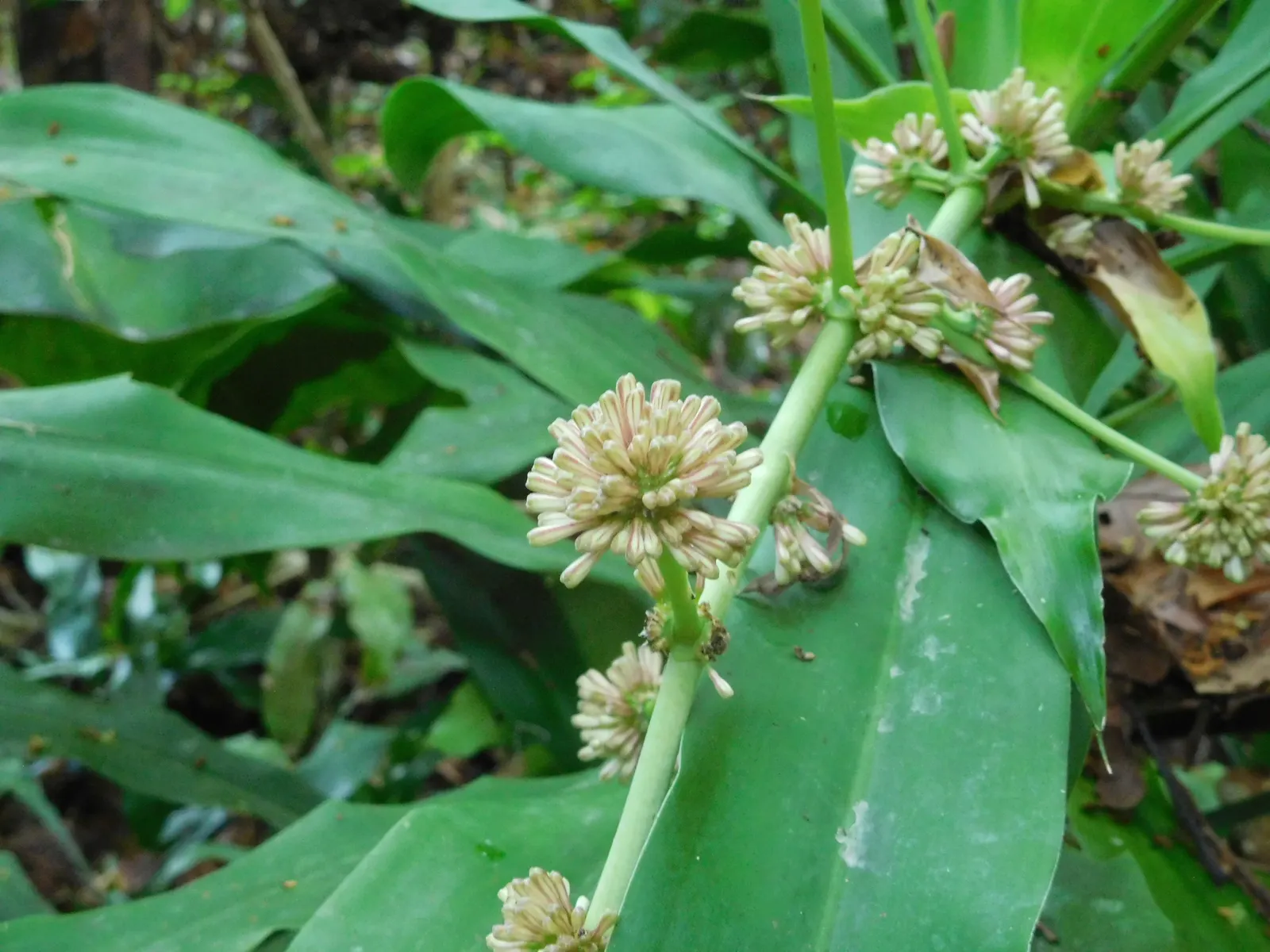 Yellow Stripe Corn Plant (Dracaena Fragrans 'Massangeana') — reaching up to 6 feet high and 3 feet wide