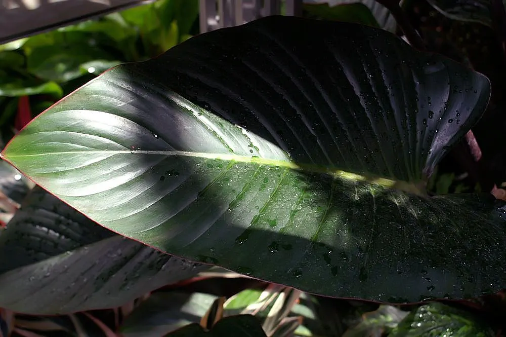 Yellow Stripe Corn Plant (Dracaena Fragrans 'Massangeana') — the plant is toxic when ingested, image 77