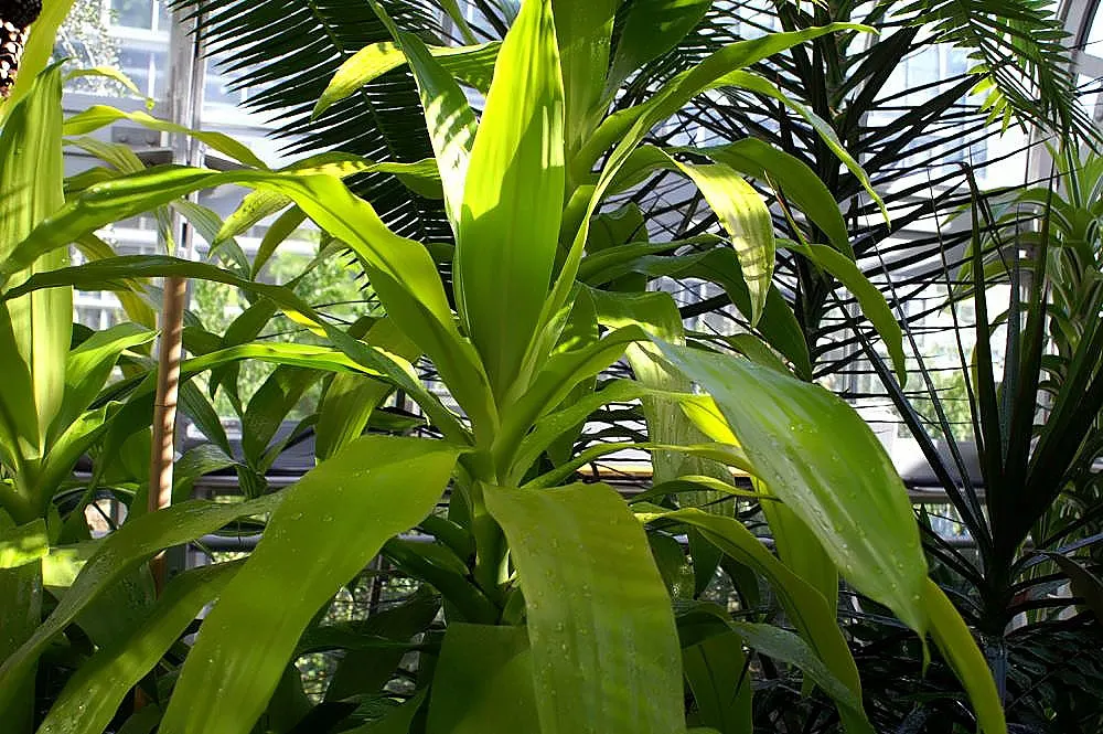 Yellow Stripe Corn Plant (Dracaena Fragrans 'Massangeana') — combining a striking leaf pattern with fuss-free maintenance; about once every 1 to 2, image 80