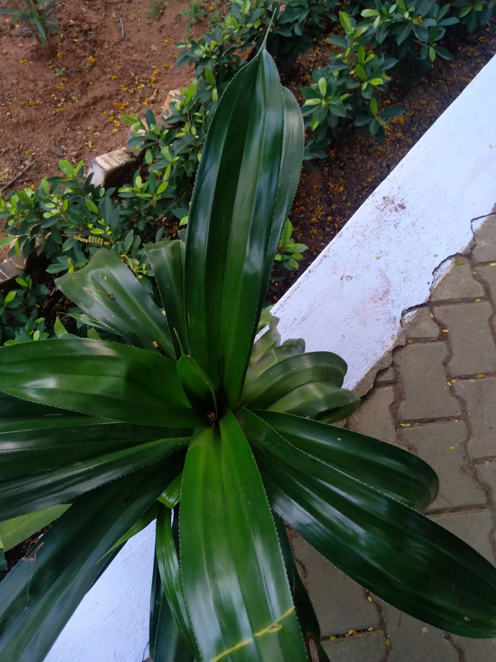 Yellow Stripe Corn Plant (Dracaena Fragrans 'Massangeana') — sudden temperature changes