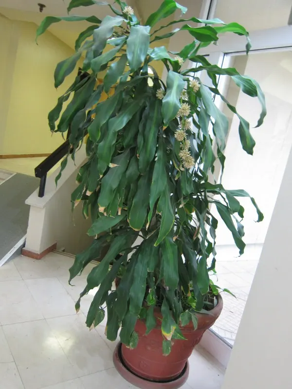 Yellow Stripe Corn Plant (Dracaena Fragrans 'Massangeana') — whilst it contributes to air purification