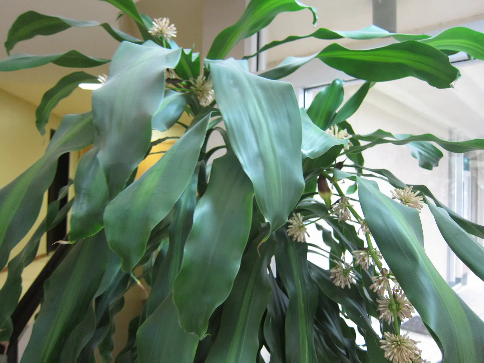 Yellow Stripe Corn Plant (Dracaena Fragrans 'Massangeana') — evergreen shrub commonly utilized for indoor settings and favorable climates; reaching up to 6