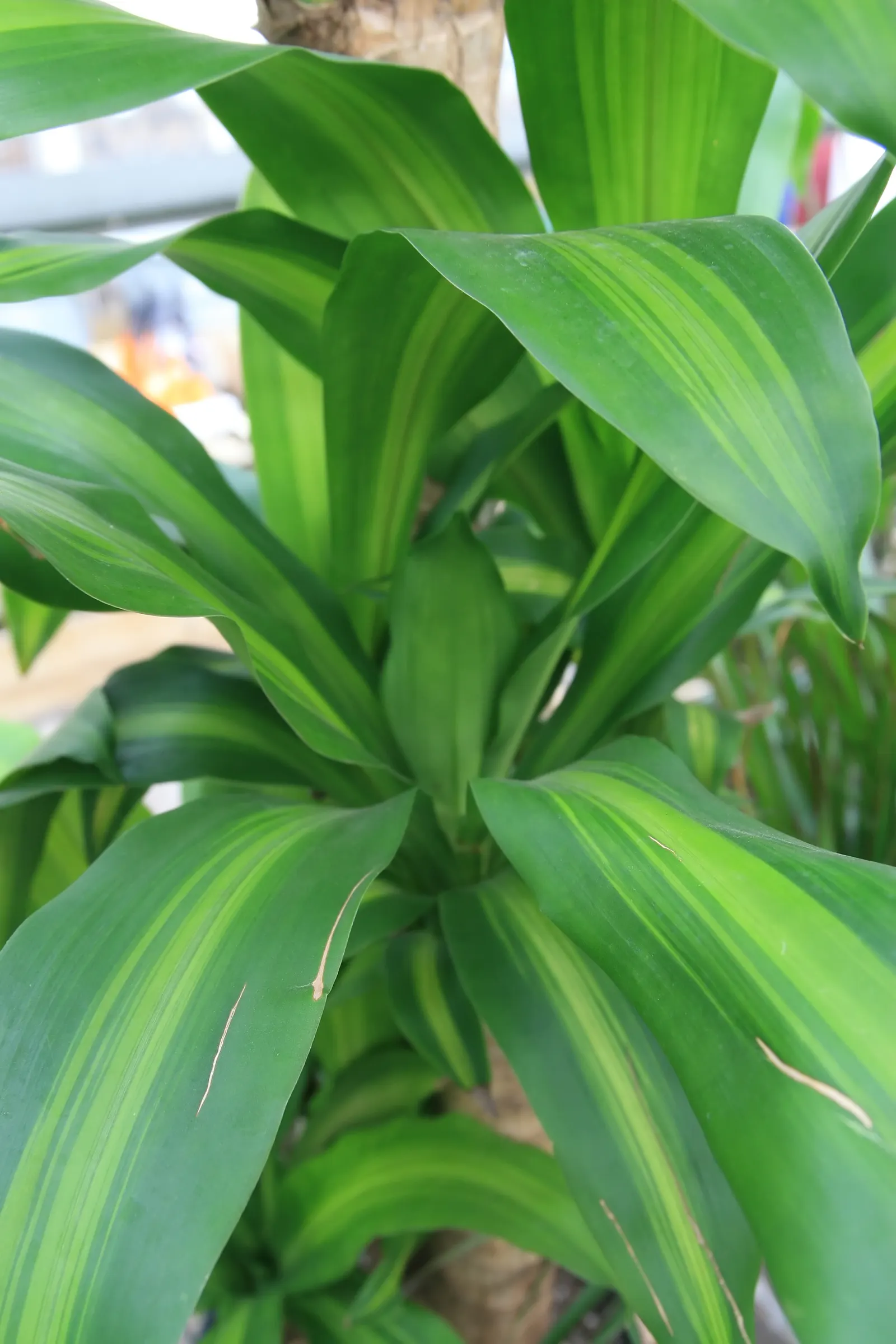 Yellow Stripe Corn Plant (Dracaena Fragrans 'Massangeana') — the striking feature of this plant is its broad