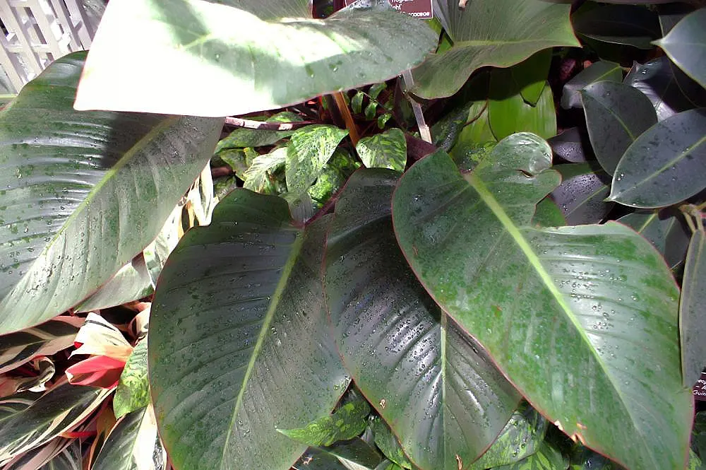 Yellow Stripe Corn Plant (Dracaena Fragrans 'Massangeana') — about once every 1 to 2 weeks; standing majestic at typically 4 to 6 feet tall when, image 71
