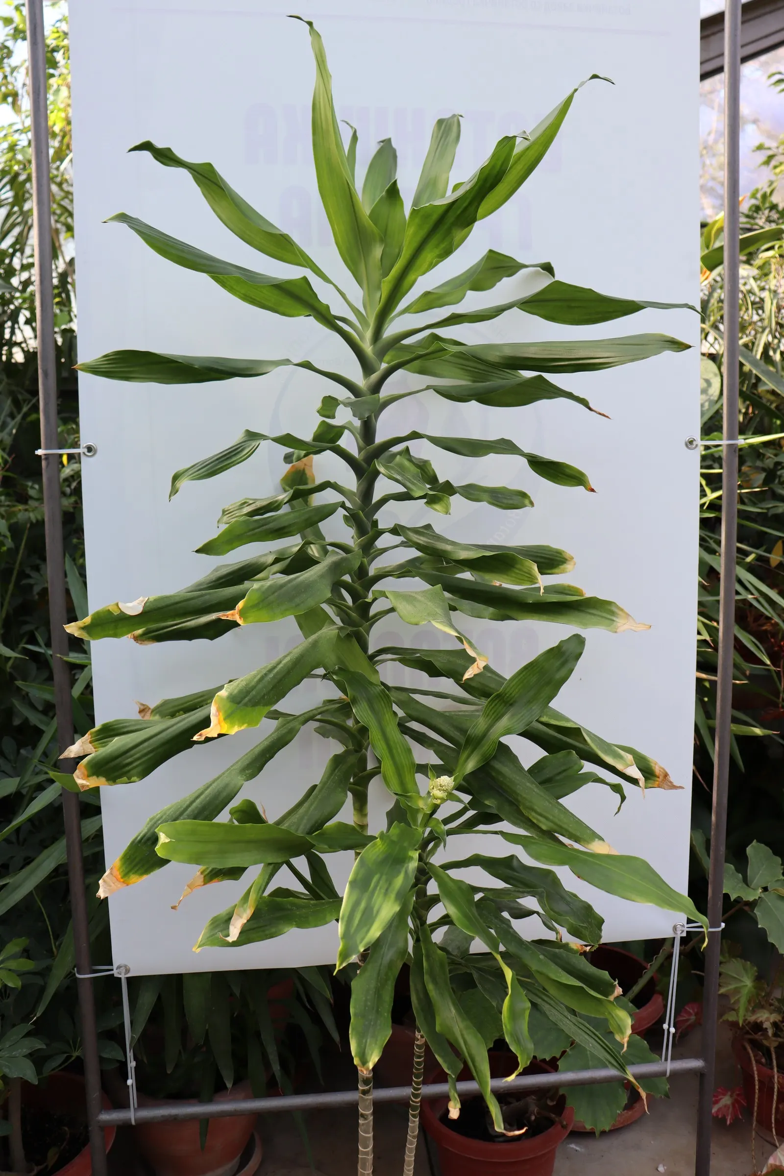 Yellow Stripe Corn Plant (Dracaena Fragrans 'Massangeana') — broadleaf evergreen / perennial for half or shade; it should be placed with care in, image 81