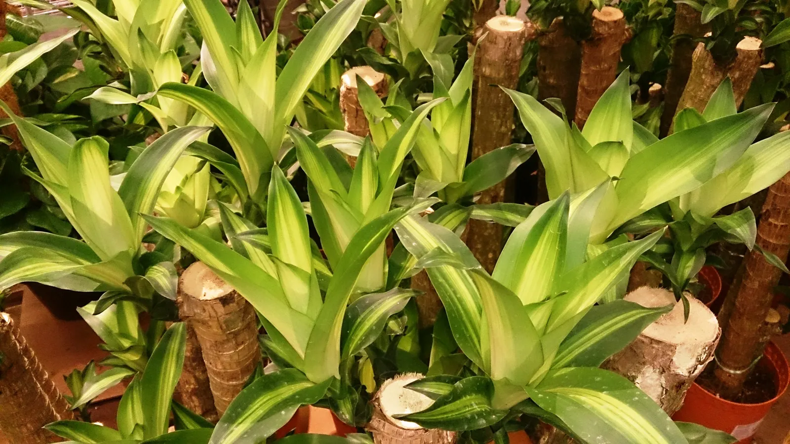 Yellow Stripe Corn Plant (Dracaena Fragrans 'Massangeana') — evergreen shrub commonly utilized for indoor settings and favorable climates; reaching, image 109