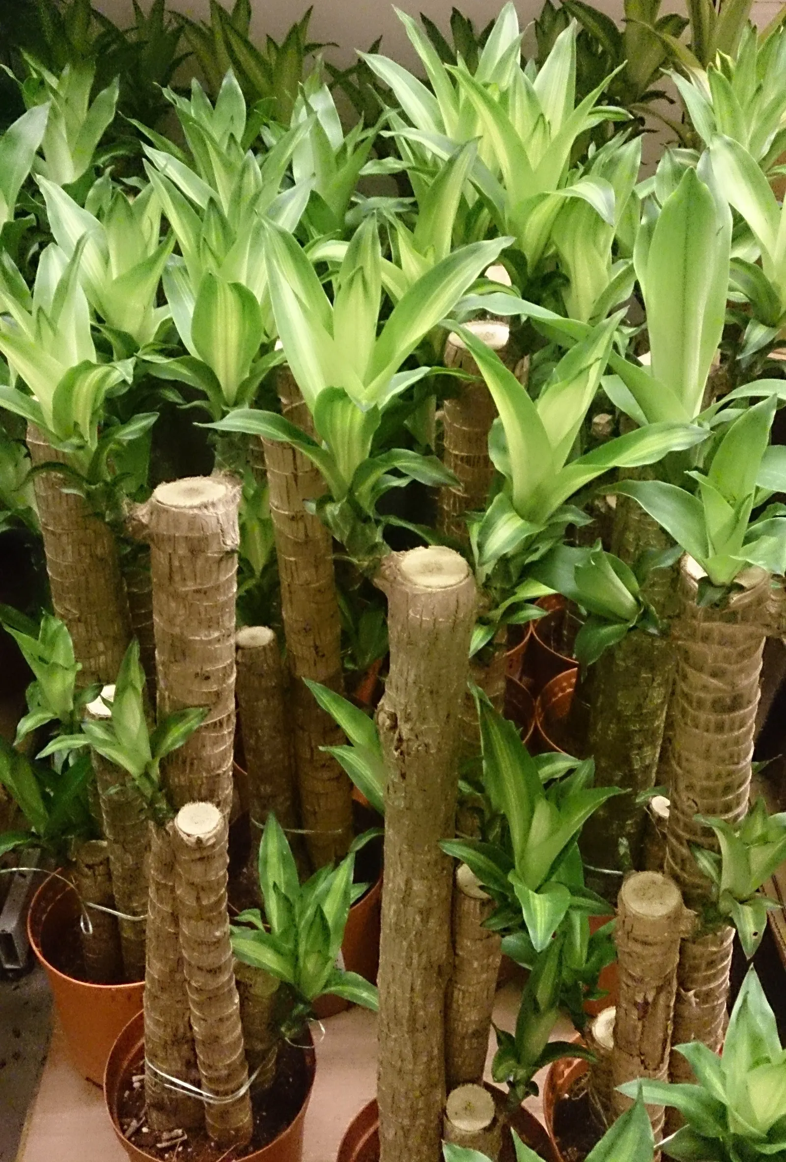 Yellow Stripe Corn Plant (Dracaena Fragrans 'Massangeana') — Standing majestic at typically 4 to 6 feet tall when grown indoors; combining a, image 89