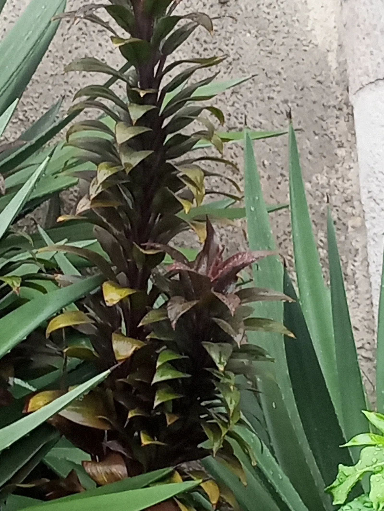 Yellow Stripe Corn Plant (Dracaena Fragrans 'Massangeana') — which can scorch its leaves.<br><br>As an important note; and up to 15 feet in its, image 75