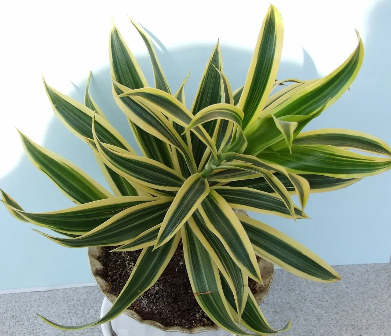 Yellow Stripe Corn Plant (Dracaena Fragrans 'Massangeana') — It boasts a yellow-striped