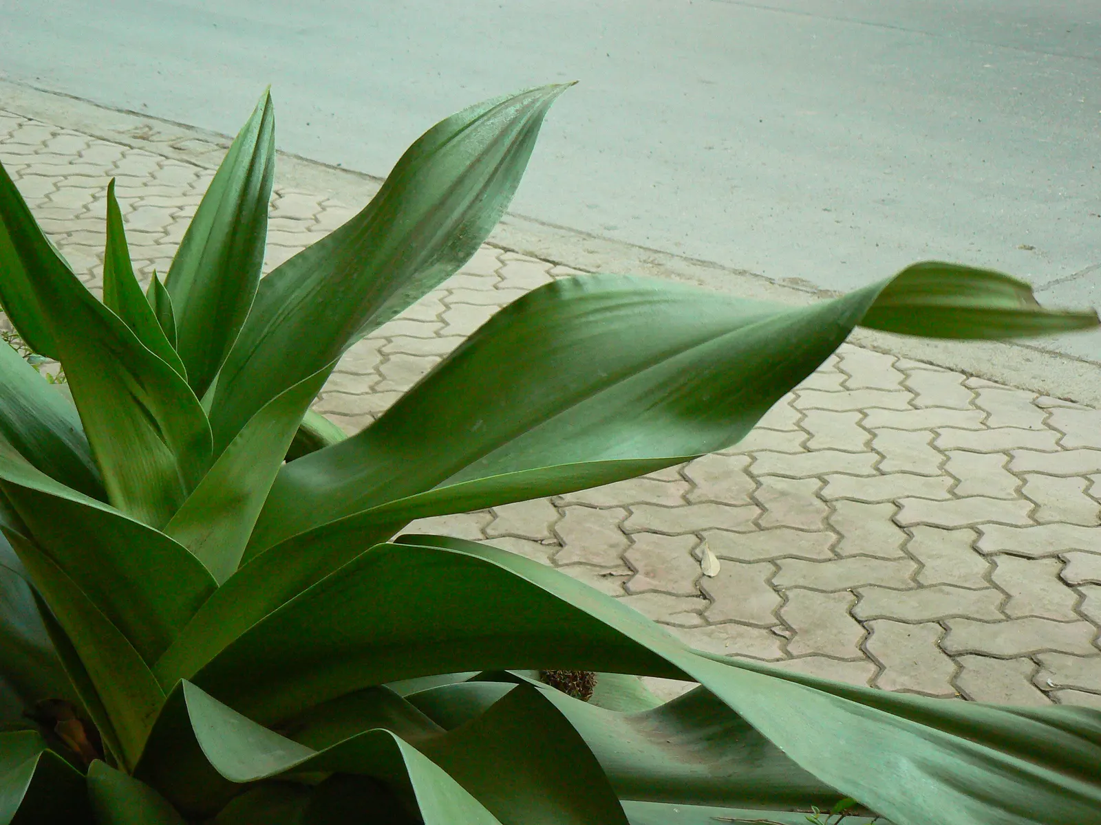 Yellow Stripe Corn Plant (Dracaena Fragrans 'Massangeana') — the striking feature of this plant is its broad; the 'Massangeana' cultivar is, image 64