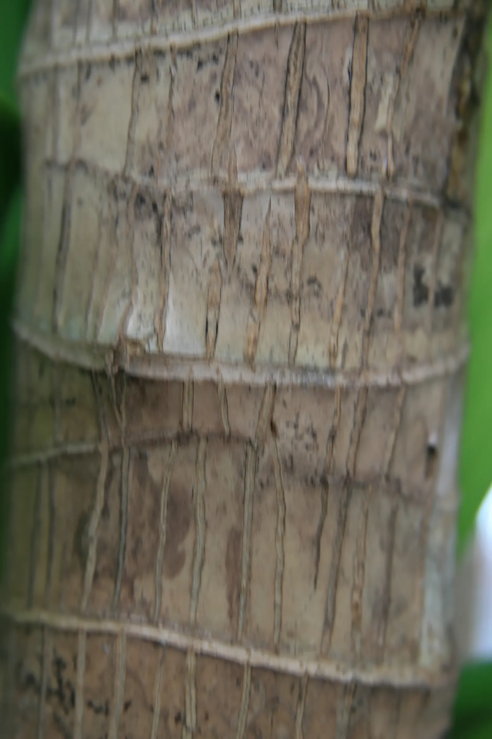 Yellow Stripe Corn Plant (Dracaena Fragrans 'Massangeana') — reaching up to 6 feet high and 3 feet wide; <br><br>The Yellow Stripe Corn Plant adds, image 112