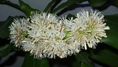 Yellow Stripe Corn Plant (Dracaena Fragrans 'Massangeana') — reaching up to 6 feet high and 3 feet wide; <br><br>The Yellow Stripe Corn Plant adds an elegant