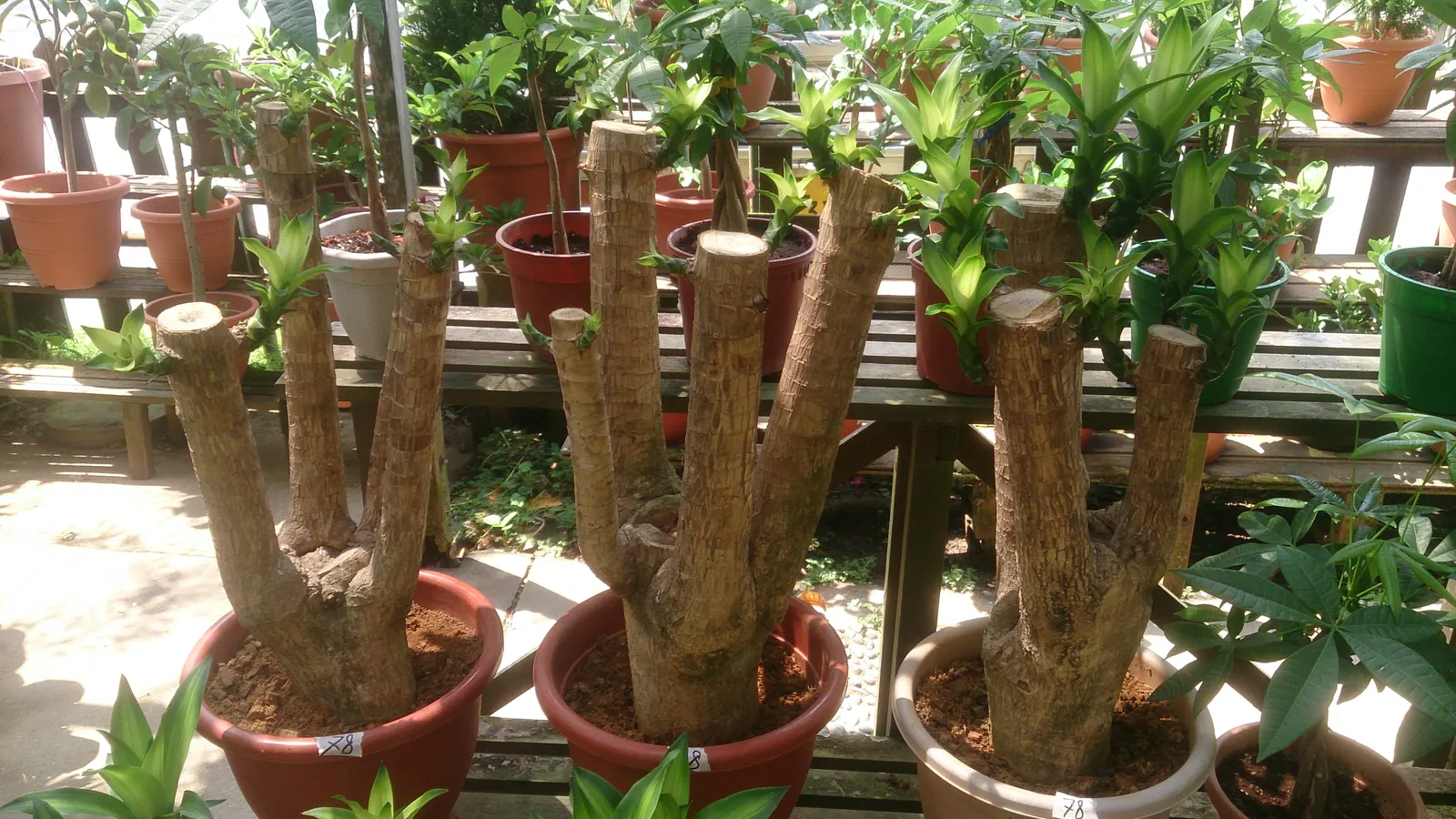Yellow Stripe Corn Plant (Dracaena Fragrans 'Massangeana') — the plant is toxic when ingested