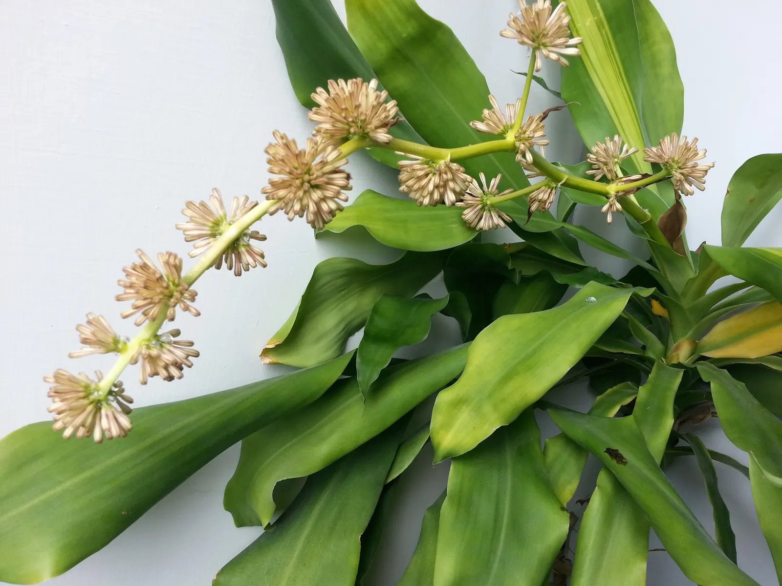 Yellow Stripe Corn Plant (Dracaena Fragrans 'Massangeana') — flanked by rich green margins; broadleaf evergreen / perennial for half or shade