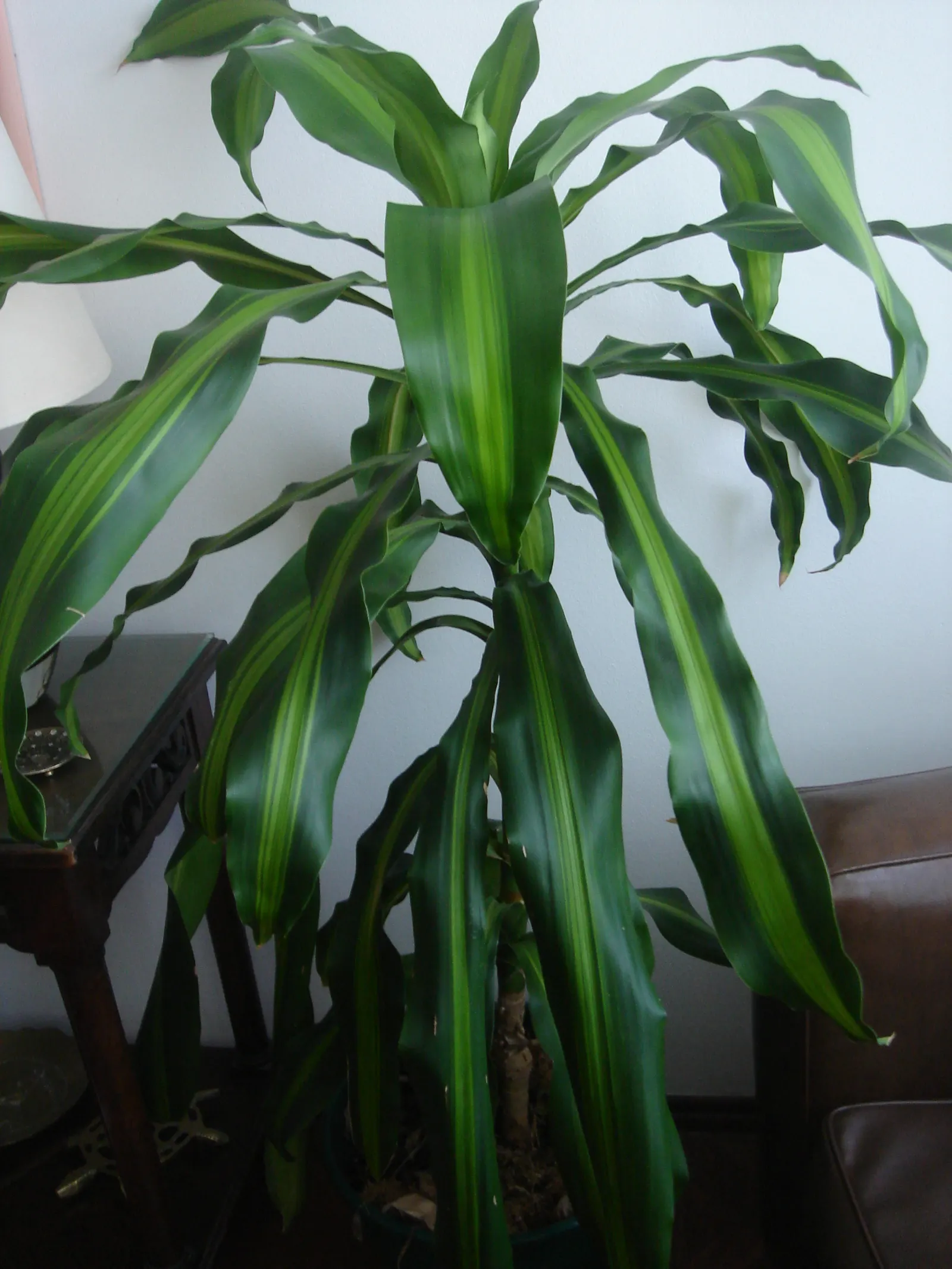 Yellow Stripe Corn Plant (Dracaena Fragrans 'Massangeana') — Each leaf showcases a prominent yellow stripe running down the center