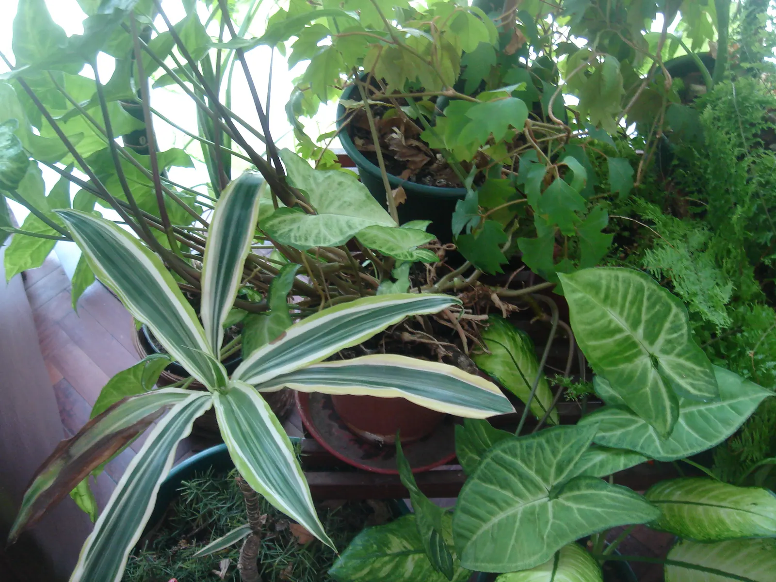 Yellow Stripe Corn Plant (Dracaena Fragrans 'Massangeana') — whilst it contributes to air purification; when incorporating into garden designs
