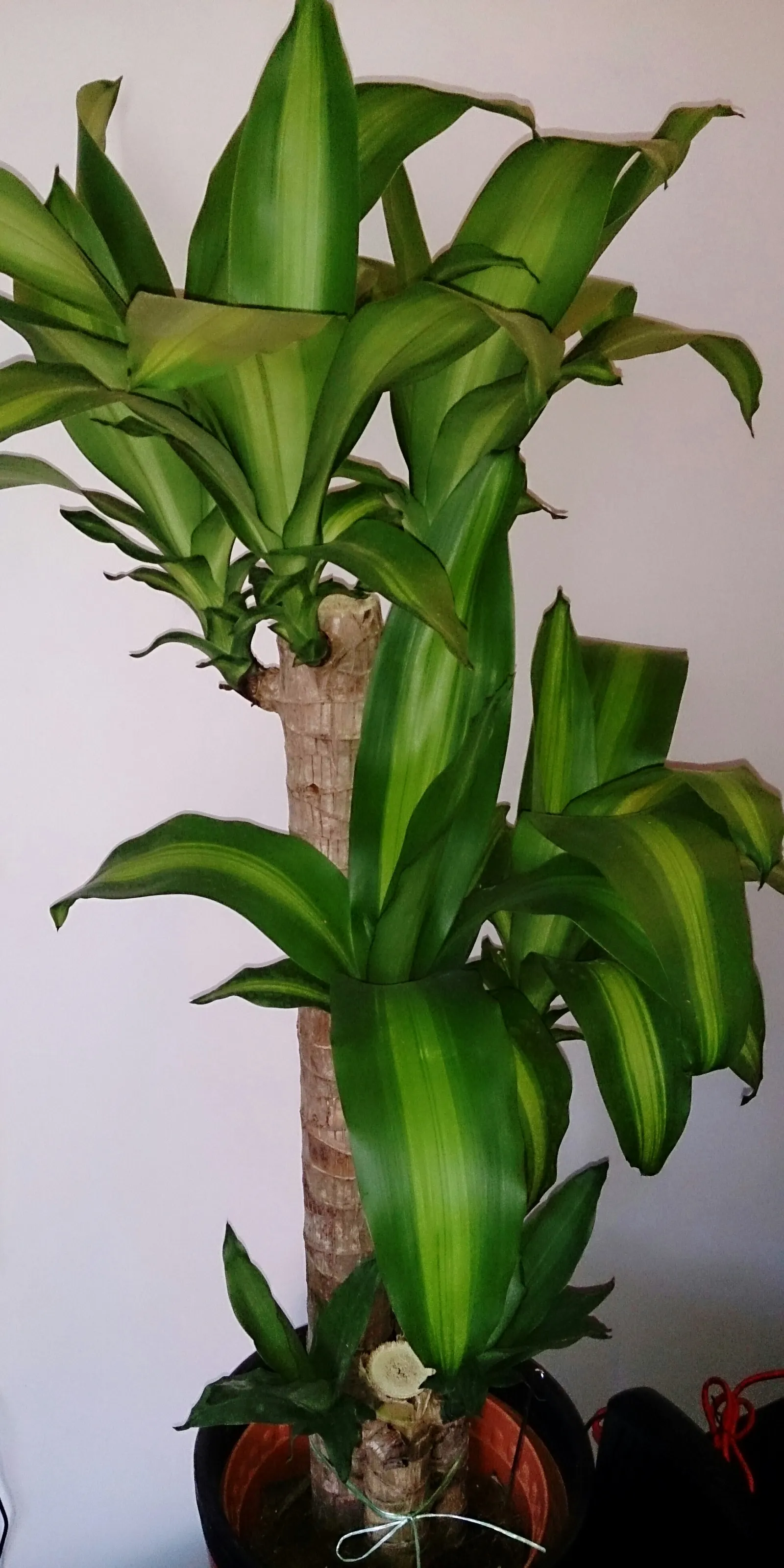 Yellow Stripe Corn Plant (Dracaena Fragrans 'Massangeana') — Each leaf showcases a prominent yellow stripe running down the center; sudden, image 65