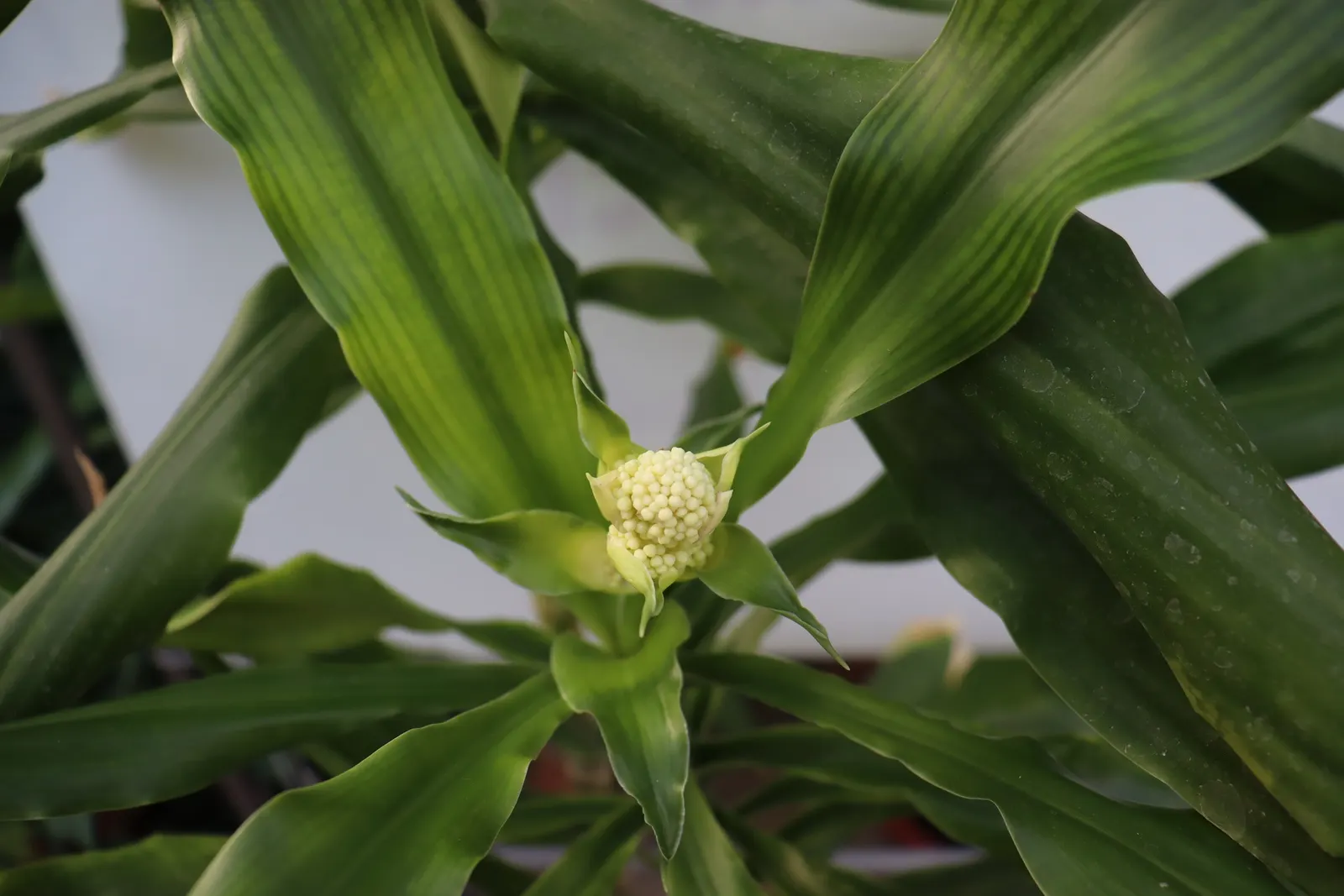 Yellow Stripe Corn Plant (Dracaena Fragrans 'Massangeana') — green foliage emanating a tropical allure; allowing the top inch of soil to dry out, image 57