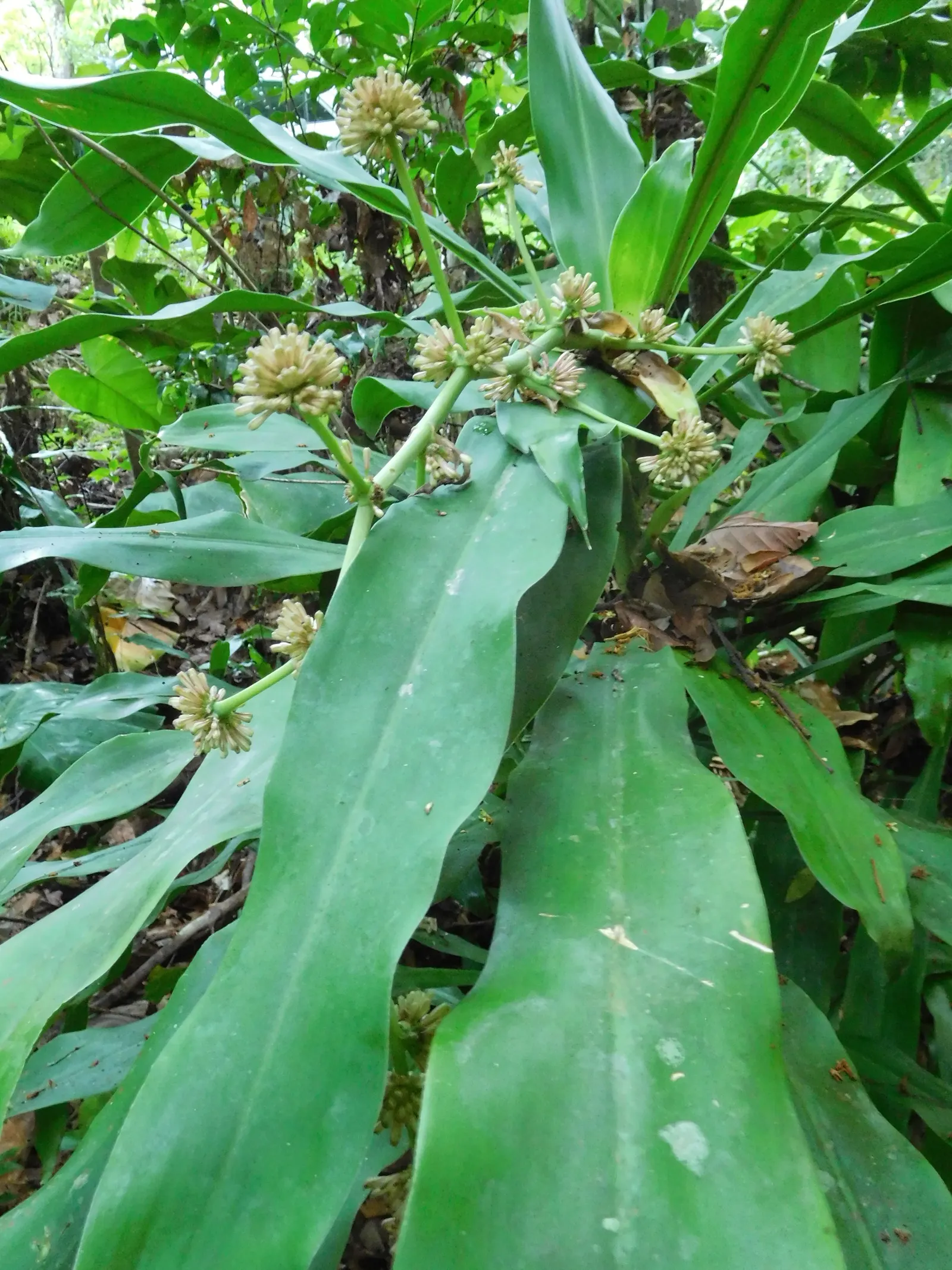 Yellow Stripe Corn Plant (Dracaena Fragrans 'Massangeana') — combining a striking leaf pattern with fuss-free maintenance; about once every 1 to 2 weeks