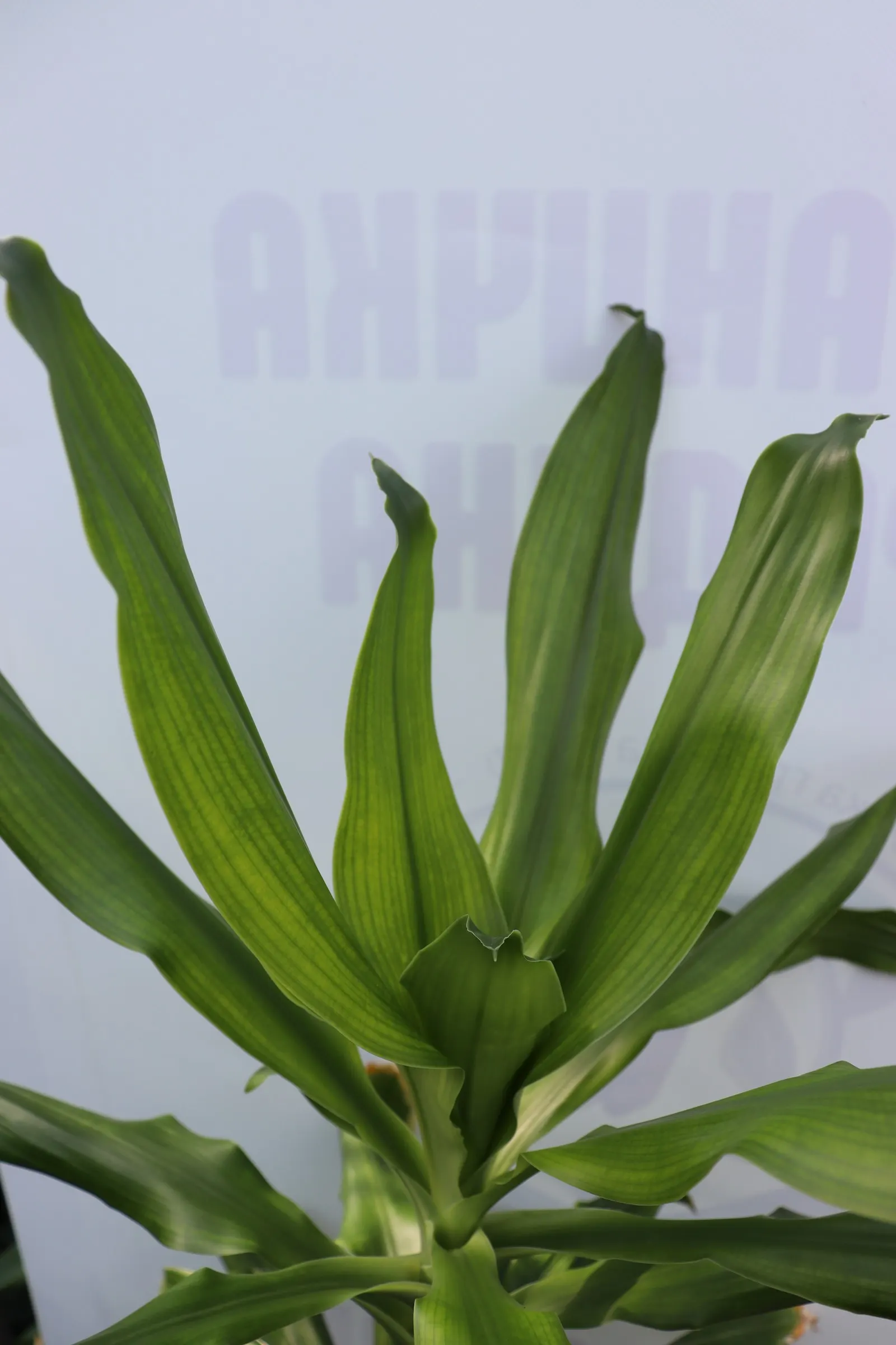 Yellow Stripe Corn Plant (Dracaena Fragrans 'Massangeana') — although it thrives with medium, image 95