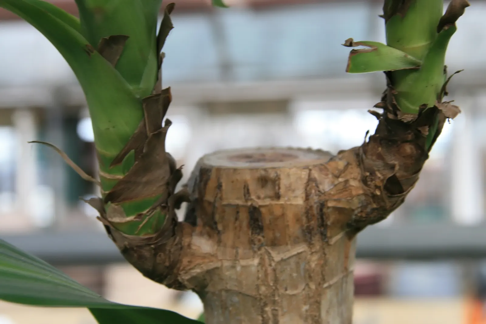 Yellow Stripe Corn Plant (Dracaena Fragrans 'Massangeana') — the plant is toxic when ingested, image 104