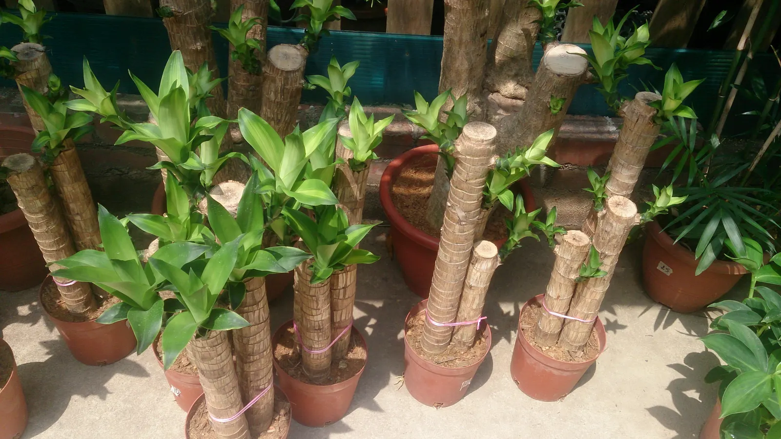 Yellow Stripe Corn Plant (Dracaena Fragrans 'Massangeana') — flanked by rich green margins