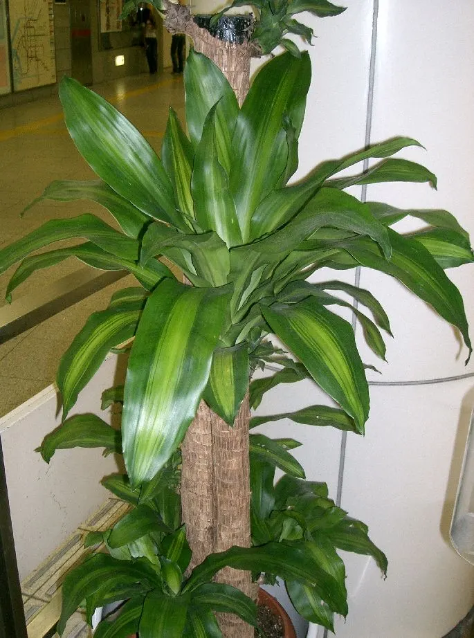 Yellow Stripe Corn Plant (Dracaena Fragrans 'Massangeana') — This low-maintenance species thrives in indirect light and requires periodic watering, image 59