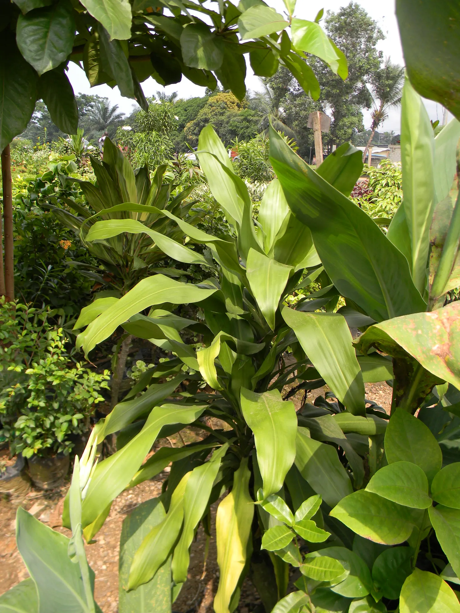 Yellow Stripe Corn Plant (Dracaena Fragrans 'Massangeana') — Standing majestic at typically 4 to 6 feet tall when grown indoors; combining a striking leaf