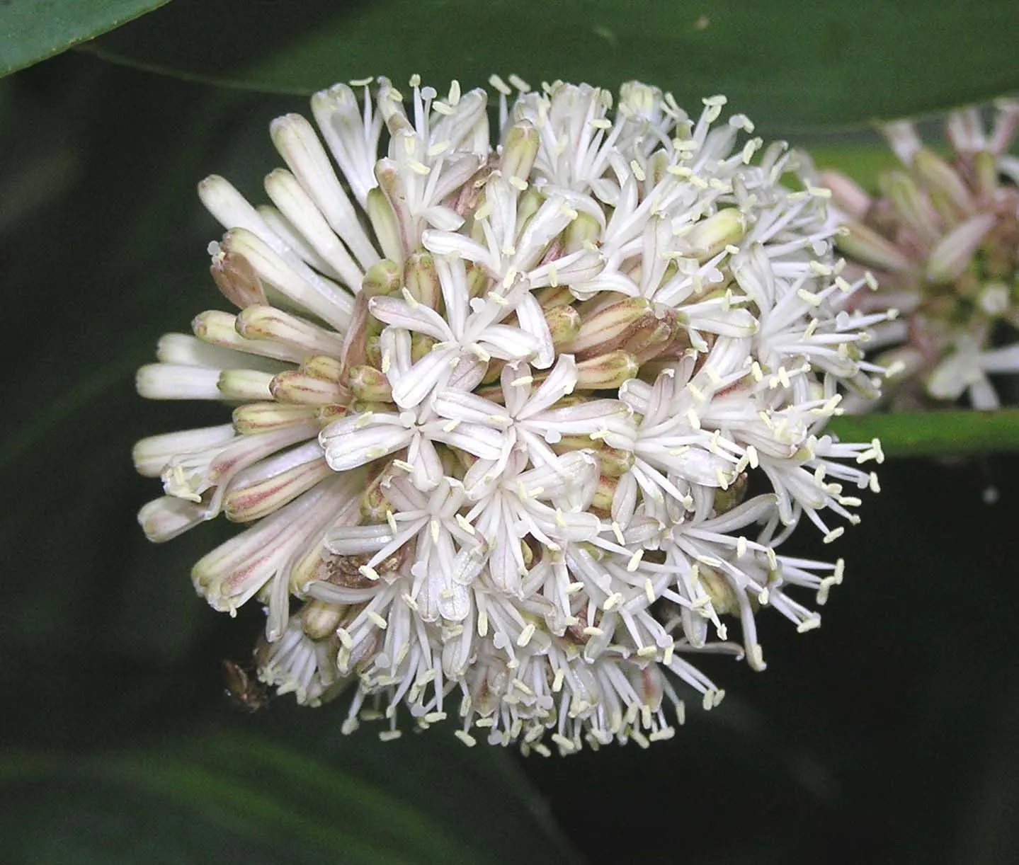 Yellow Stripe Corn Plant (Dracaena Fragrans 'Massangeana') — allowing the top inch of soil to dry out between watering; indirect light - making it suitable for