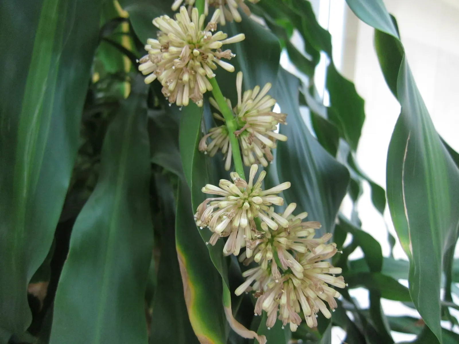 Yellow Stripe Corn Plant (Dracaena Fragrans 'Massangeana') — about once every 1 to 2 weeks
