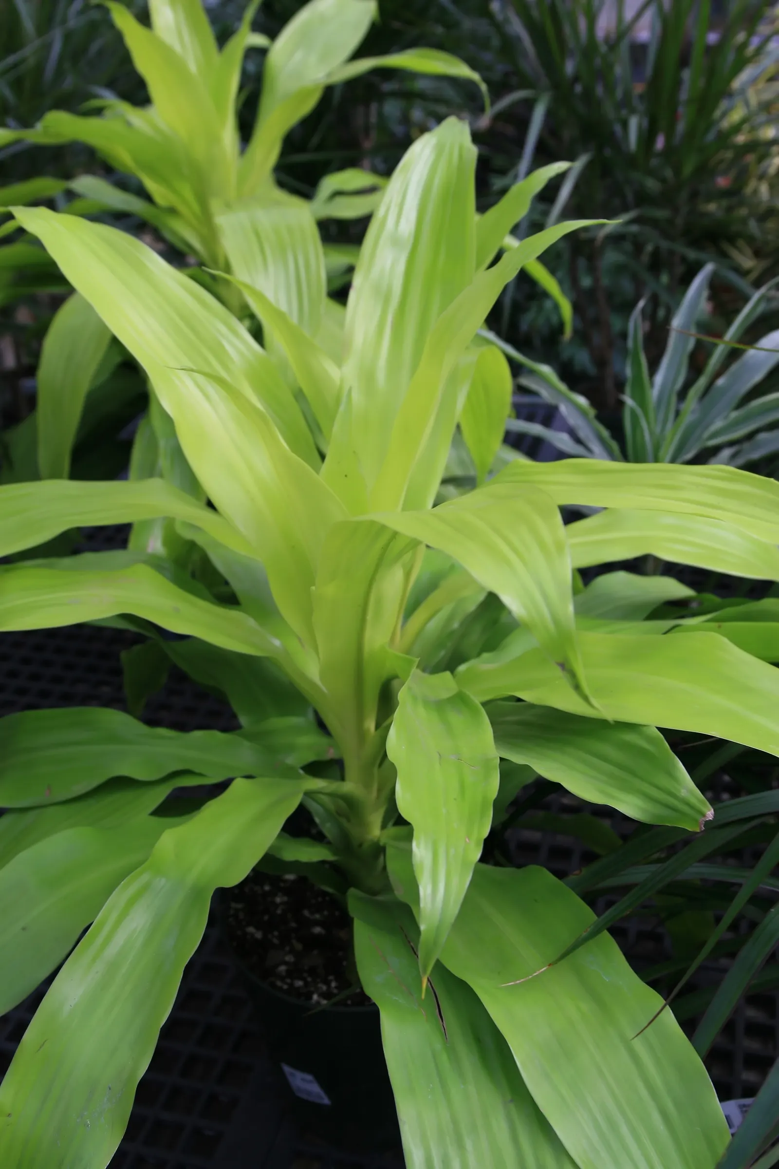 Yellow Stripe Corn Plant (Dracaena Fragrans 'Massangeana') — indirect light - making it suitable for a variety of settings; which can scorch its