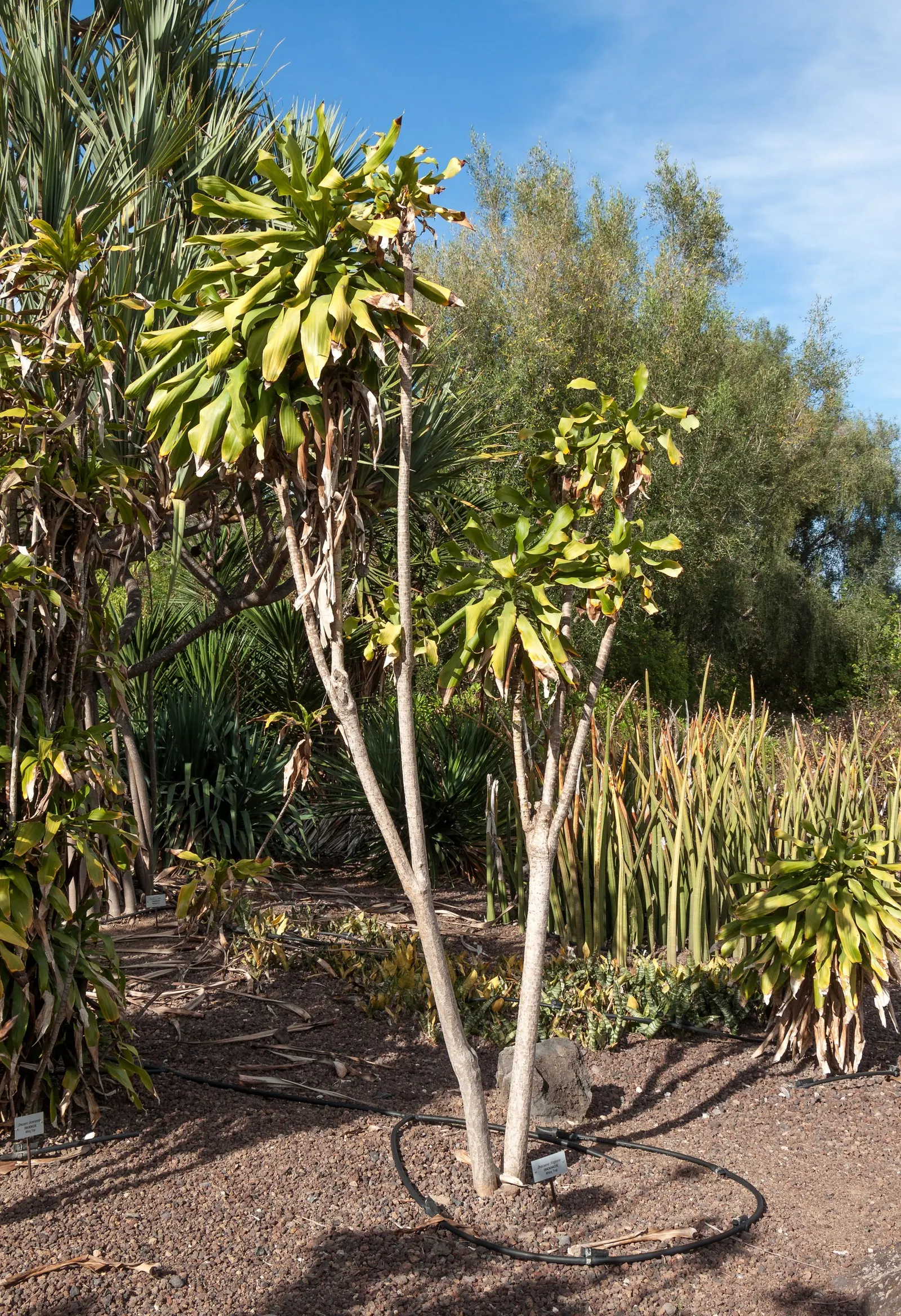 Yellow Stripe Corn Plant (Dracaena Fragrans 'Massangeana') — sudden temperature changes; it boasts a yellow-striped, image 101