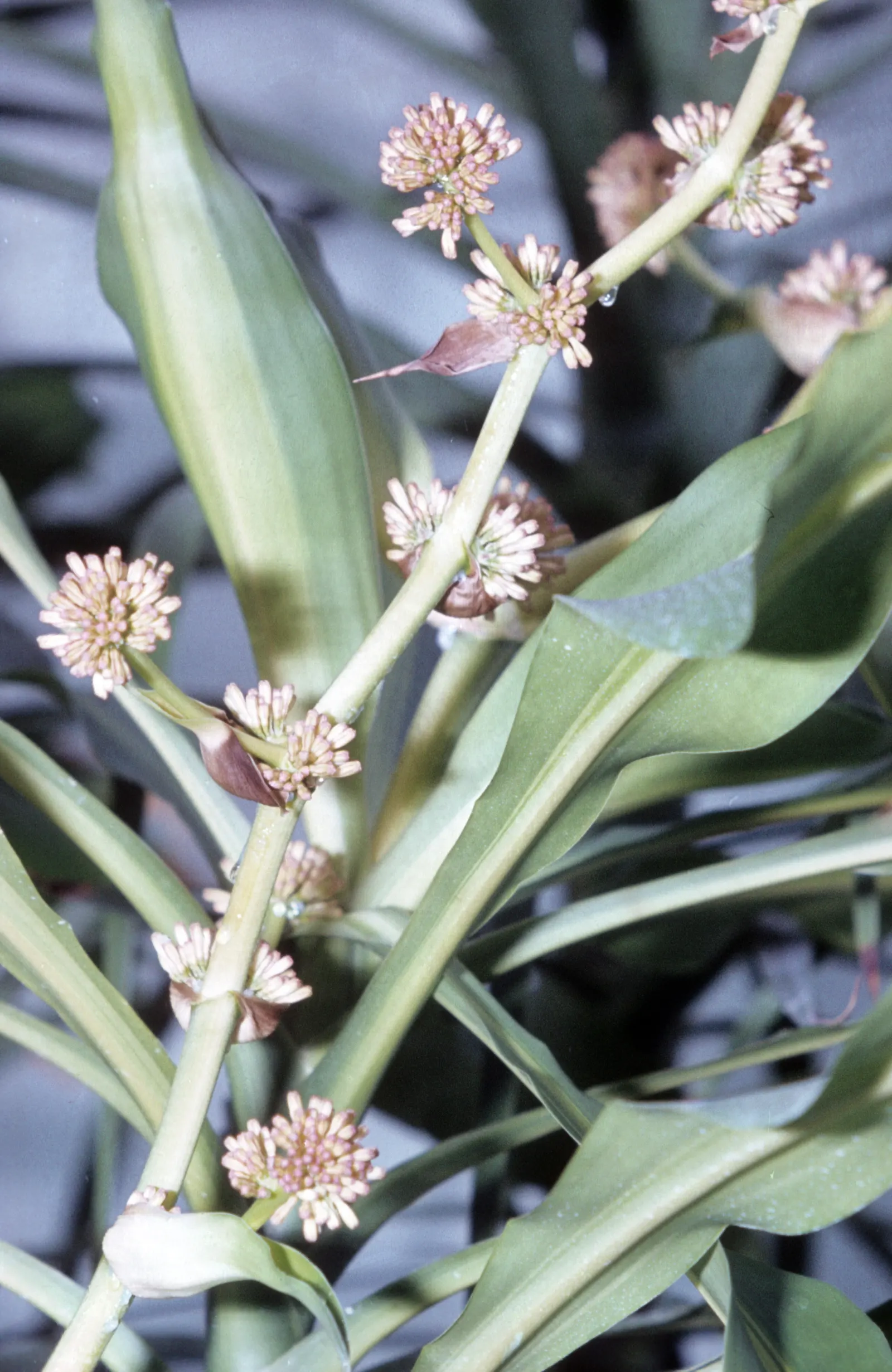 Yellow Stripe Corn Plant (Dracaena Fragrans 'Massangeana') — allowing the top inch of soil to dry out between watering
