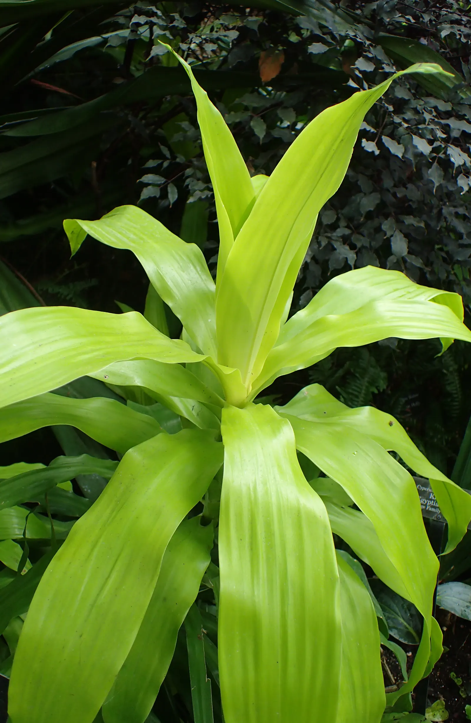 Yellow Stripe Corn Plant (Dracaena Fragrans 'Massangeana') — It boasts a yellow-striped; each leaf showcases a prominent yellow stripe running down, image 56