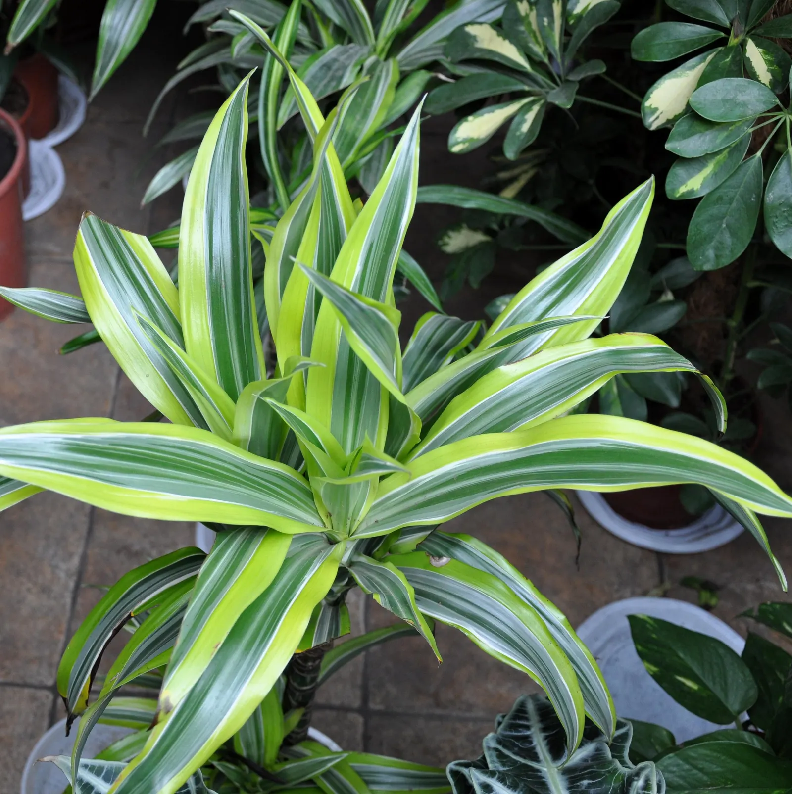 Yellow Stripe Corn Plant (Dracaena Fragrans 'Massangeana') — green foliage emanating a tropical allure; allowing the top inch of soil to dry out, image 111