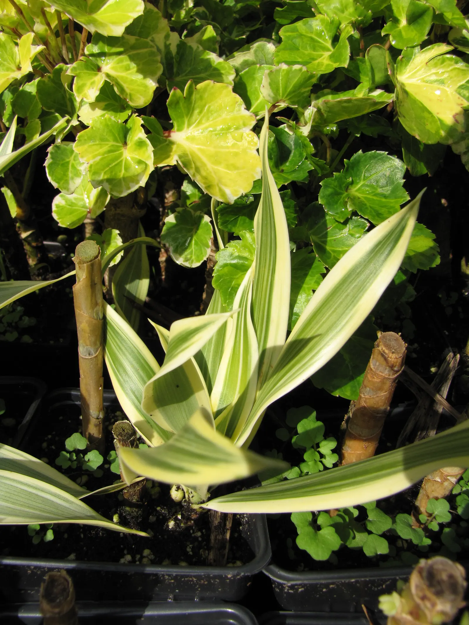 Yellow Stripe Corn Plant (Dracaena Fragrans 'Massangeana') — the plant is toxic when ingested, image 50