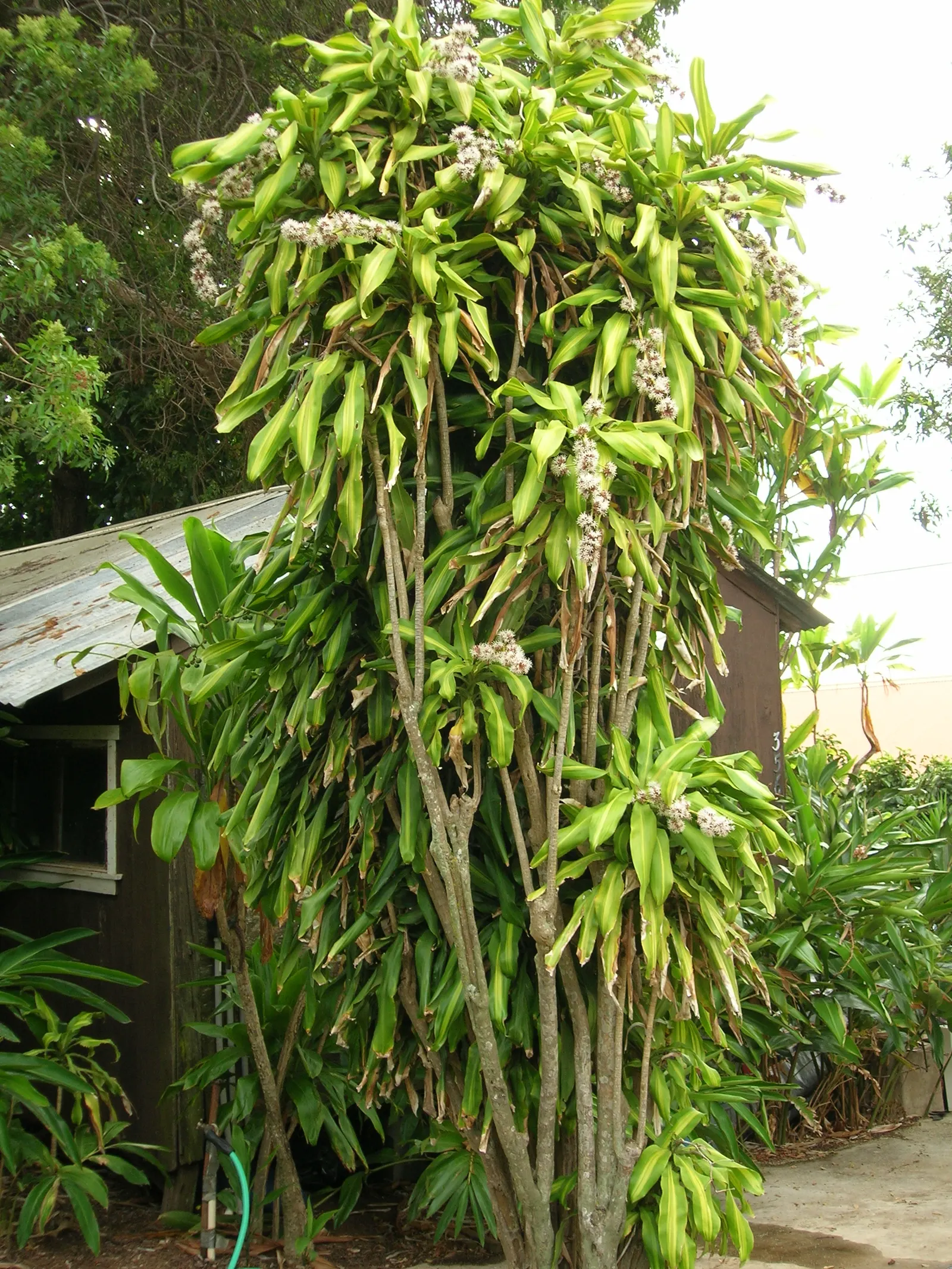 Yellow Stripe Corn Plant (Dracaena Fragrans 'Massangeana') — When incorporating into garden designs; evergreen shrub commonly utilized for indoor settings and