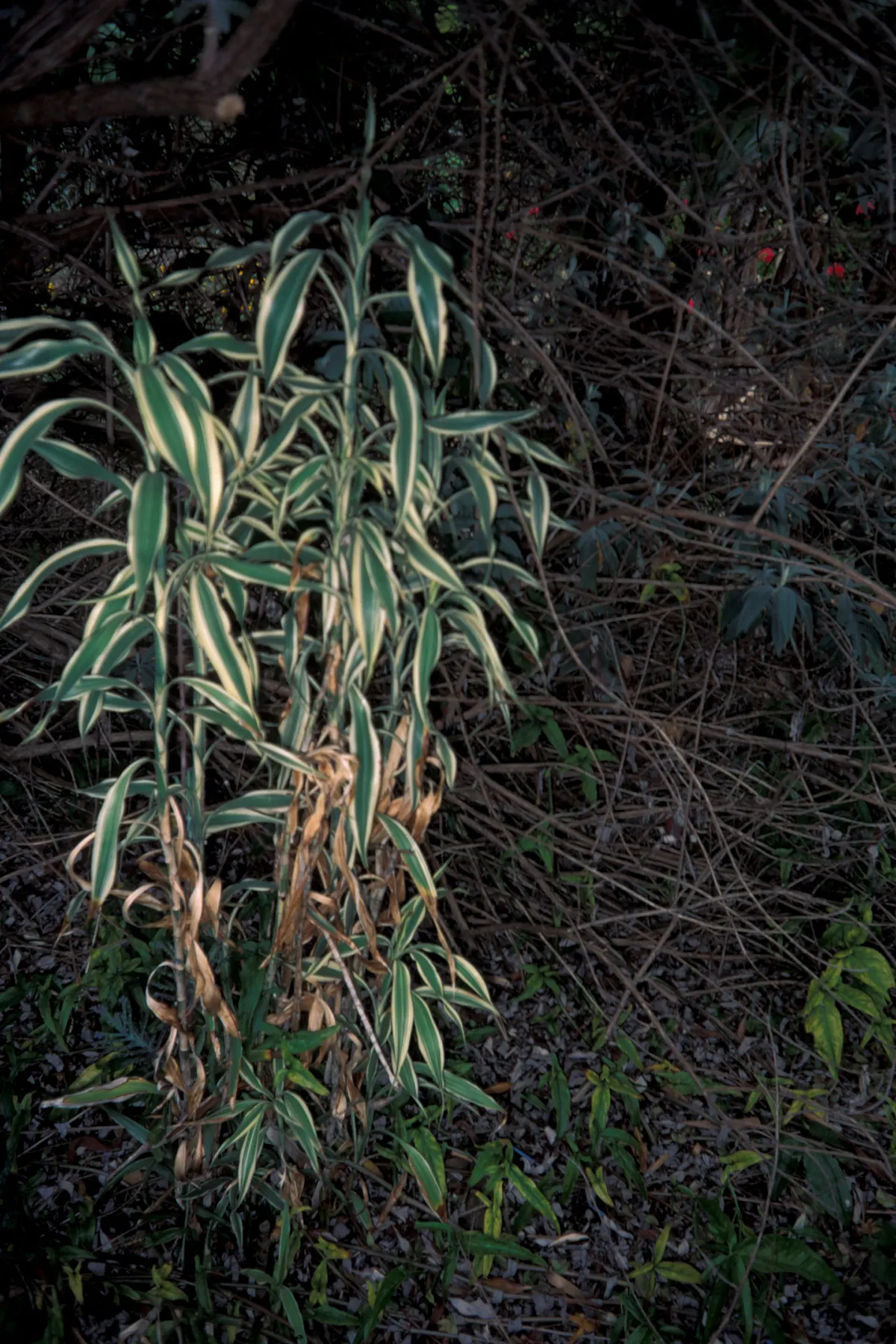 Yellow Stripe Corn Plant (Dracaena Fragrans 'Massangeana') — It also prefers temperatures between 60 to 75°F; whilst it contributes to air purification