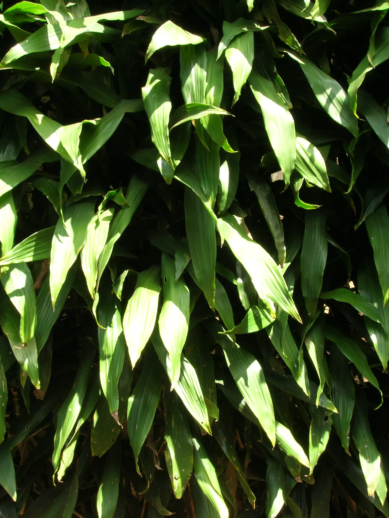 Yellow Stripe Corn Plant (Dracaena Fragrans 'Massangeana') — This low-maintenance species thrives in indirect light and requires periodic watering, image 113