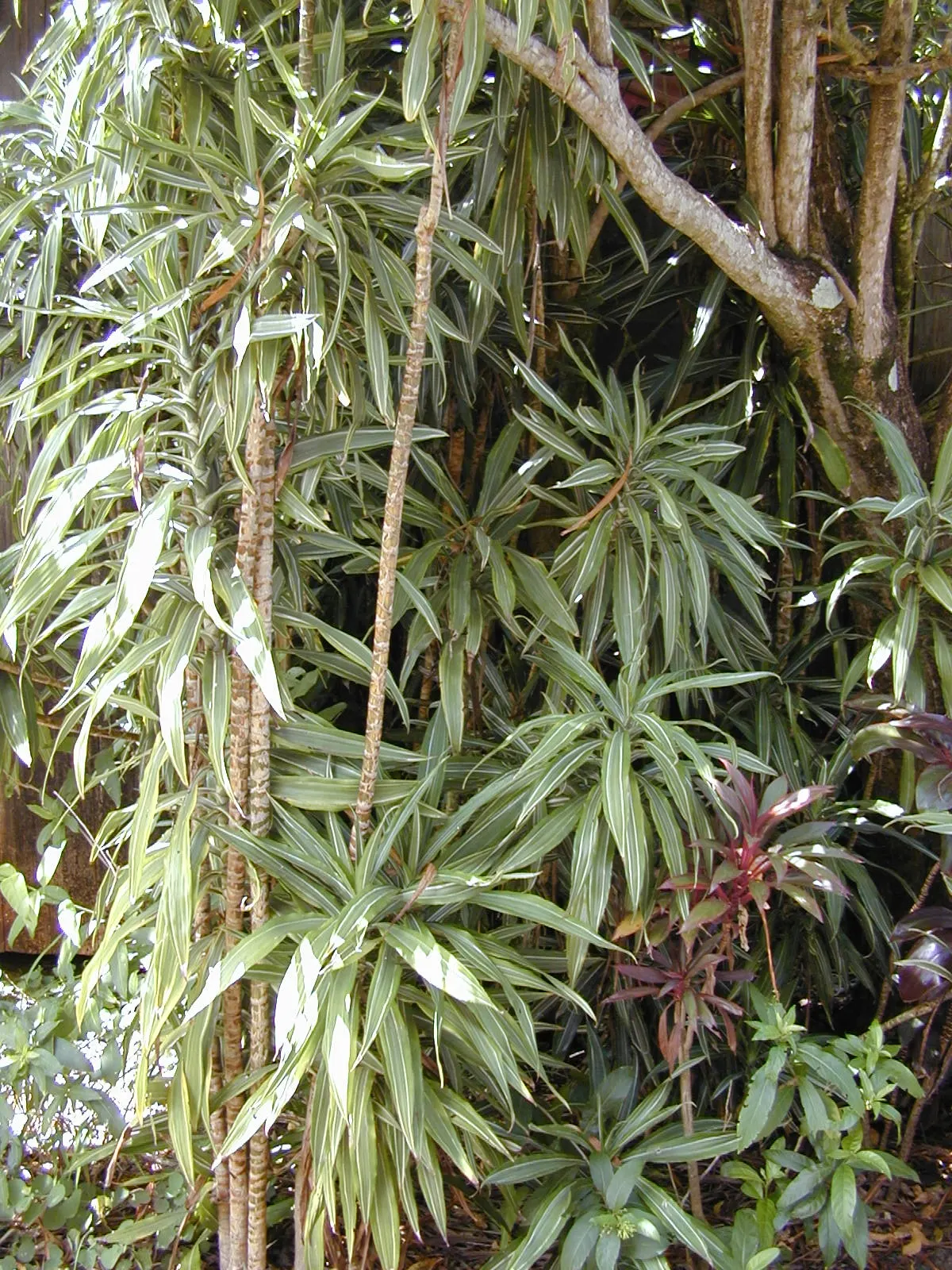 Yellow Stripe Corn Plant (Dracaena Fragrans 'Massangeana') — it should be placed with care in homes with curious pets or young children
